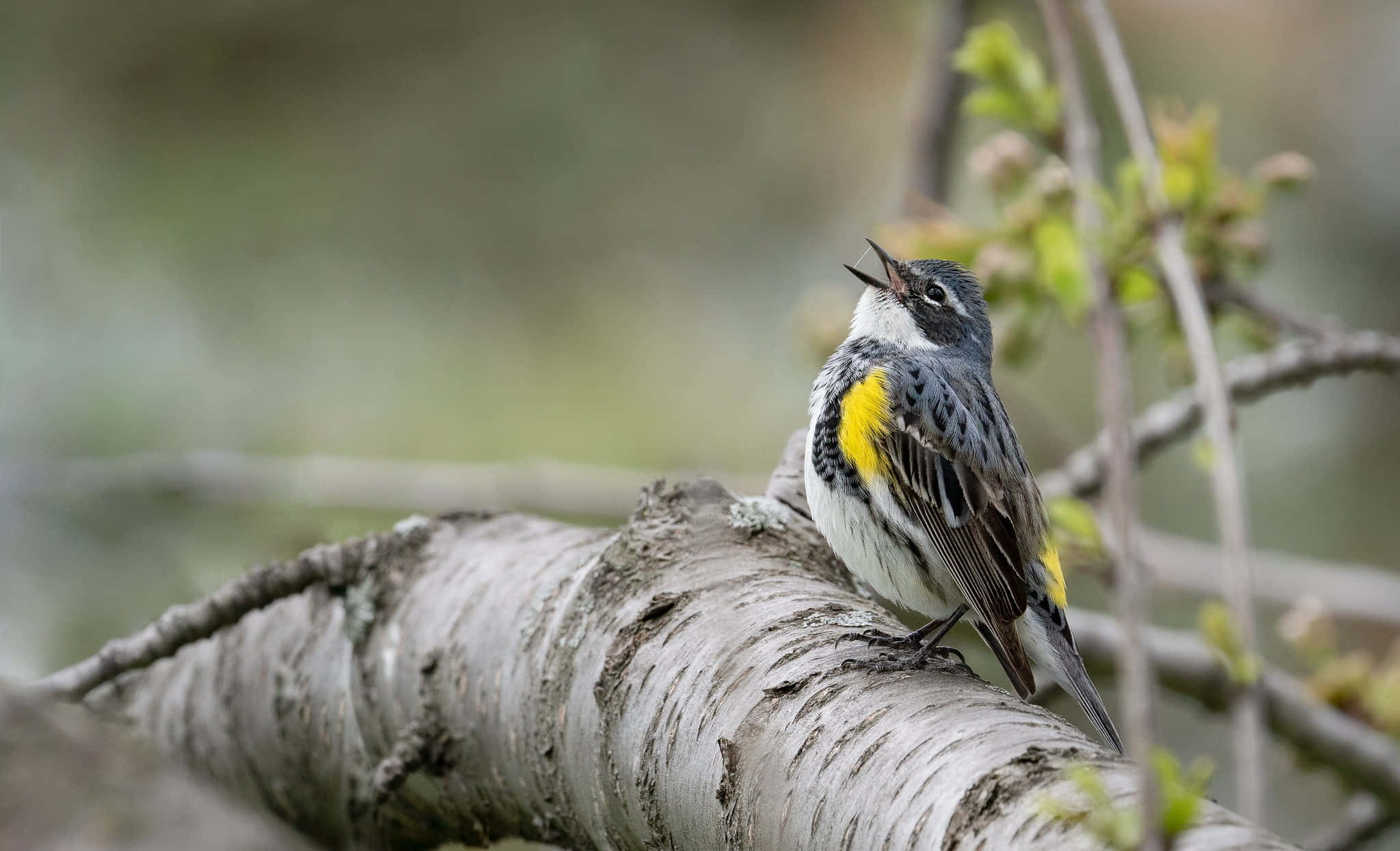 Birds Chirping 桌布 壁紙 — 一隻小鳥，灰色翅膀、黃色斑點和白色腹部，棲息在紋理樺樹枝上唱歌。