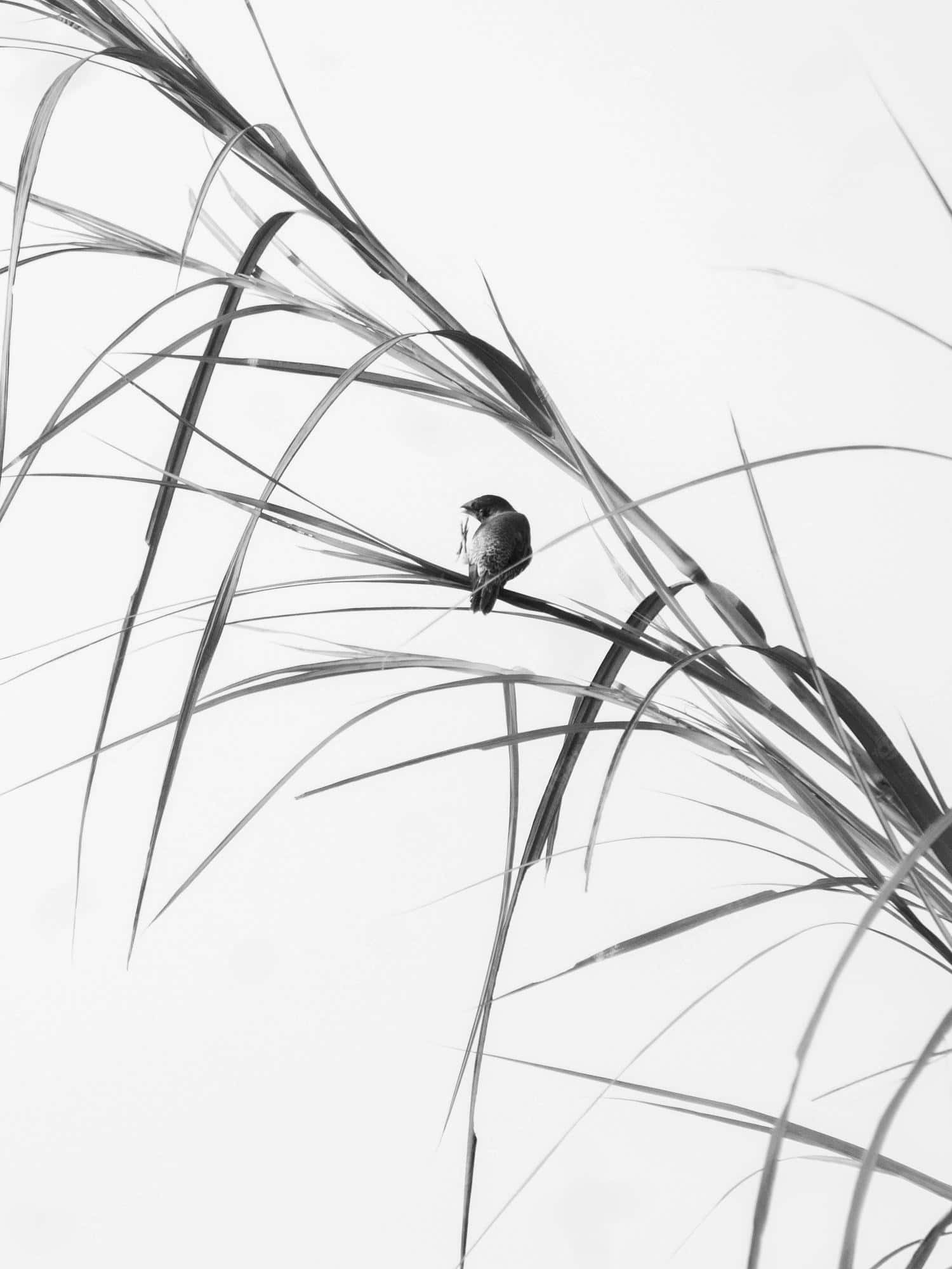Minimalist Black And White 桌布 壁紙 — 一隻小鳥優雅地棲息在纖細的蘆葦上，背景是單色的 stark 白色。