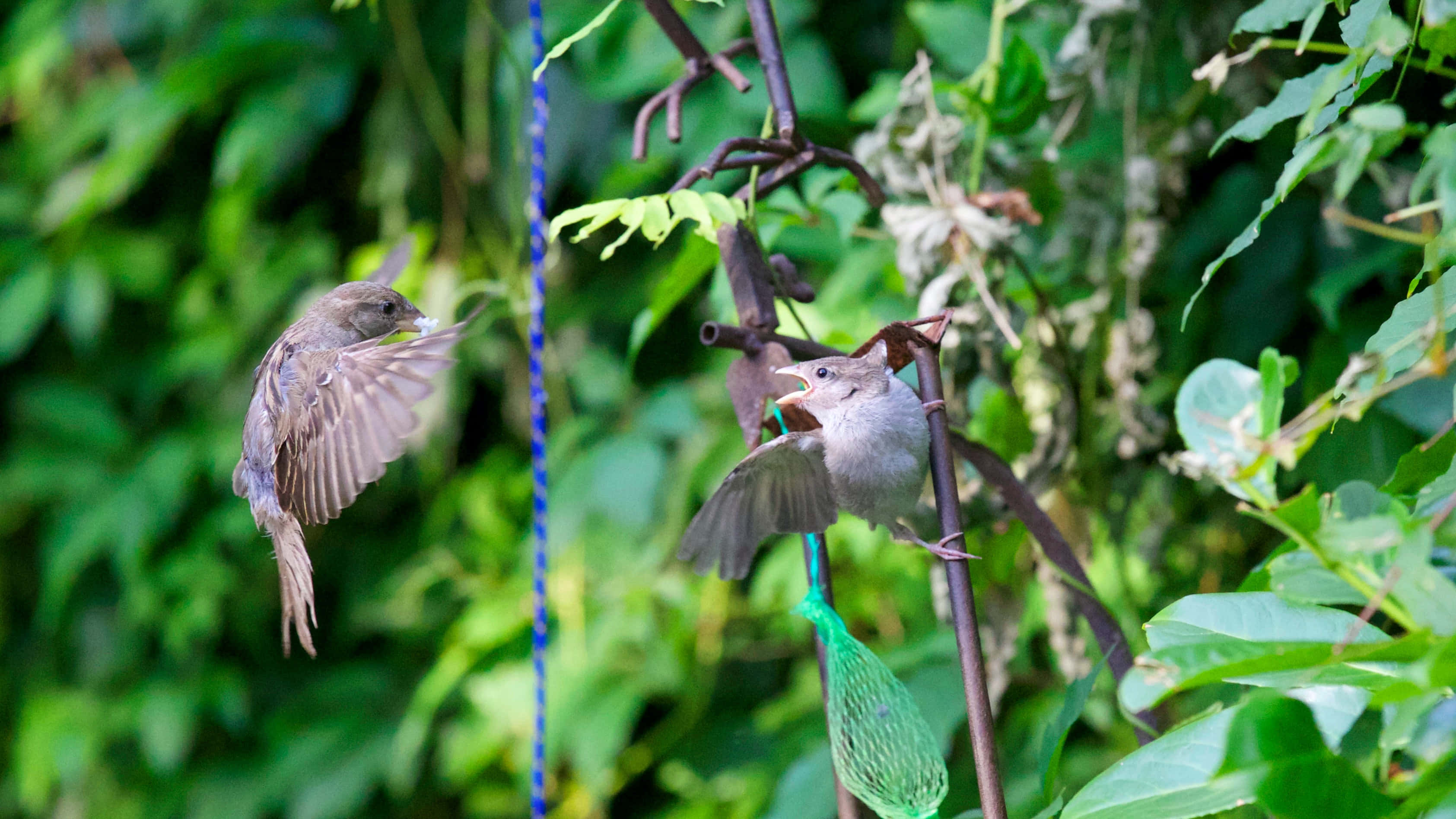 sparrow 桌布 壁紙 — 一隻小鳥在飛行中將食物送給棲息在茂密綠葉中鐵絲餵食器上的雛鳥。