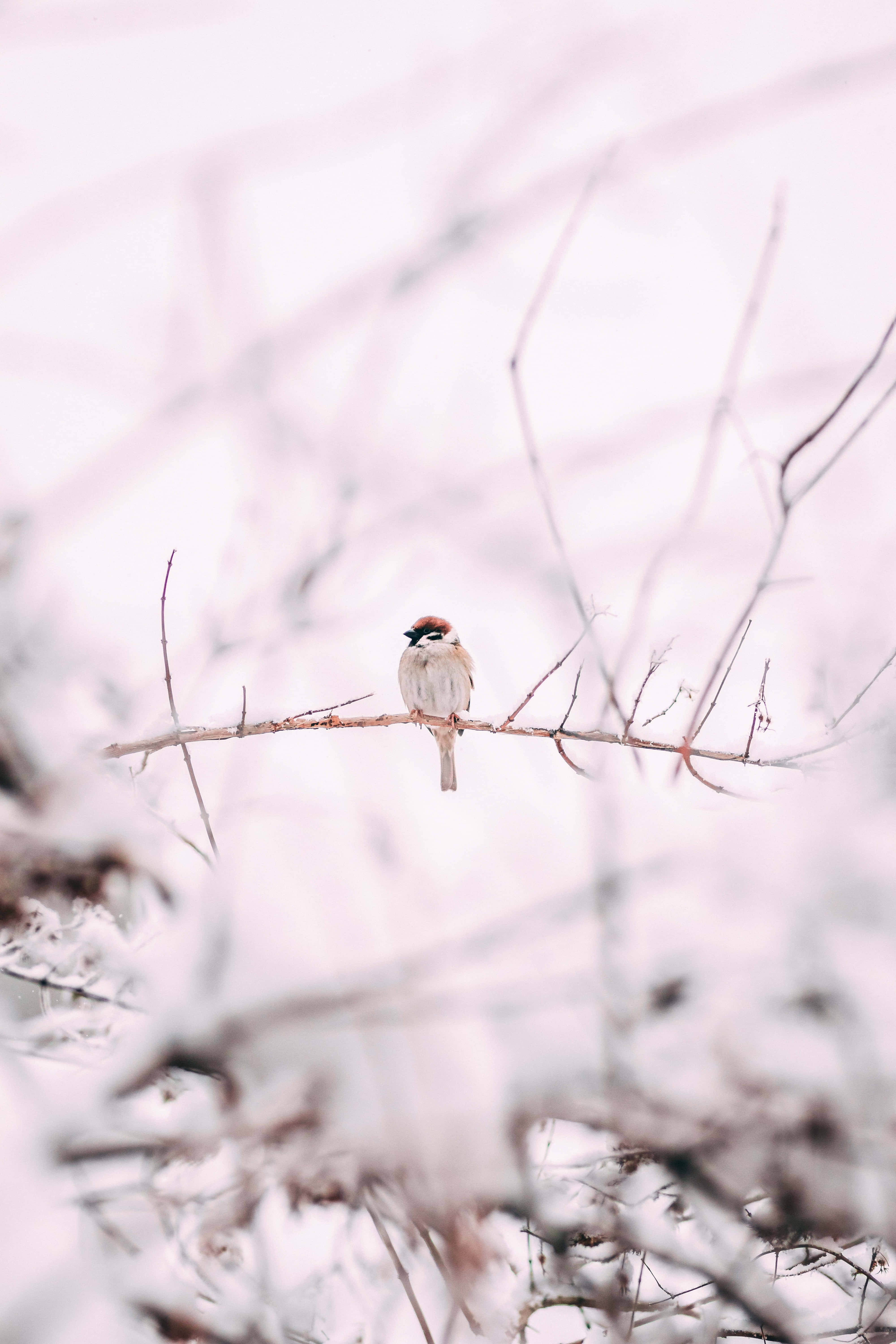 圖片 桌布 壁紙 — 一隻小鳥平靜地棲息在覆蓋著雪的樹枝上，背景是柔和的白色冬日景色。