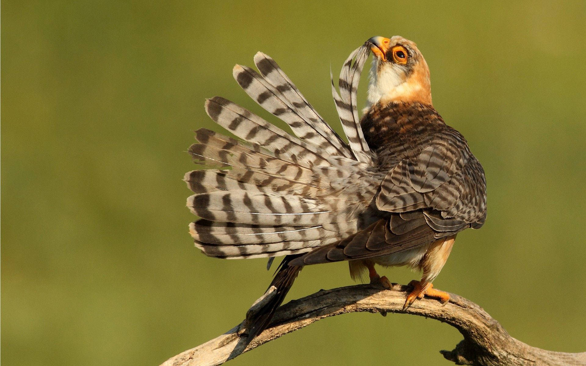 Beautiful Birds 桌布 壁紙 — 一隻小鳥有橫紋翅膀，棲息在樹枝上，背景是柔和的綠色。