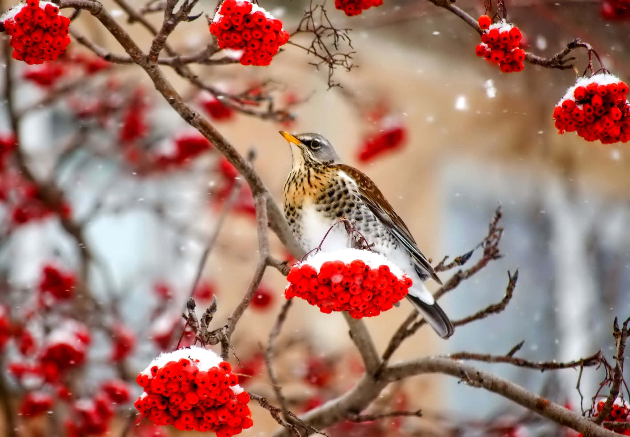 Winter Berries 桌布 壁紙 — 一隻小鳥棲息在積雪的樹枝上，周圍是鮮紅的漿果，輕柔的雪花在它周圍飄落。