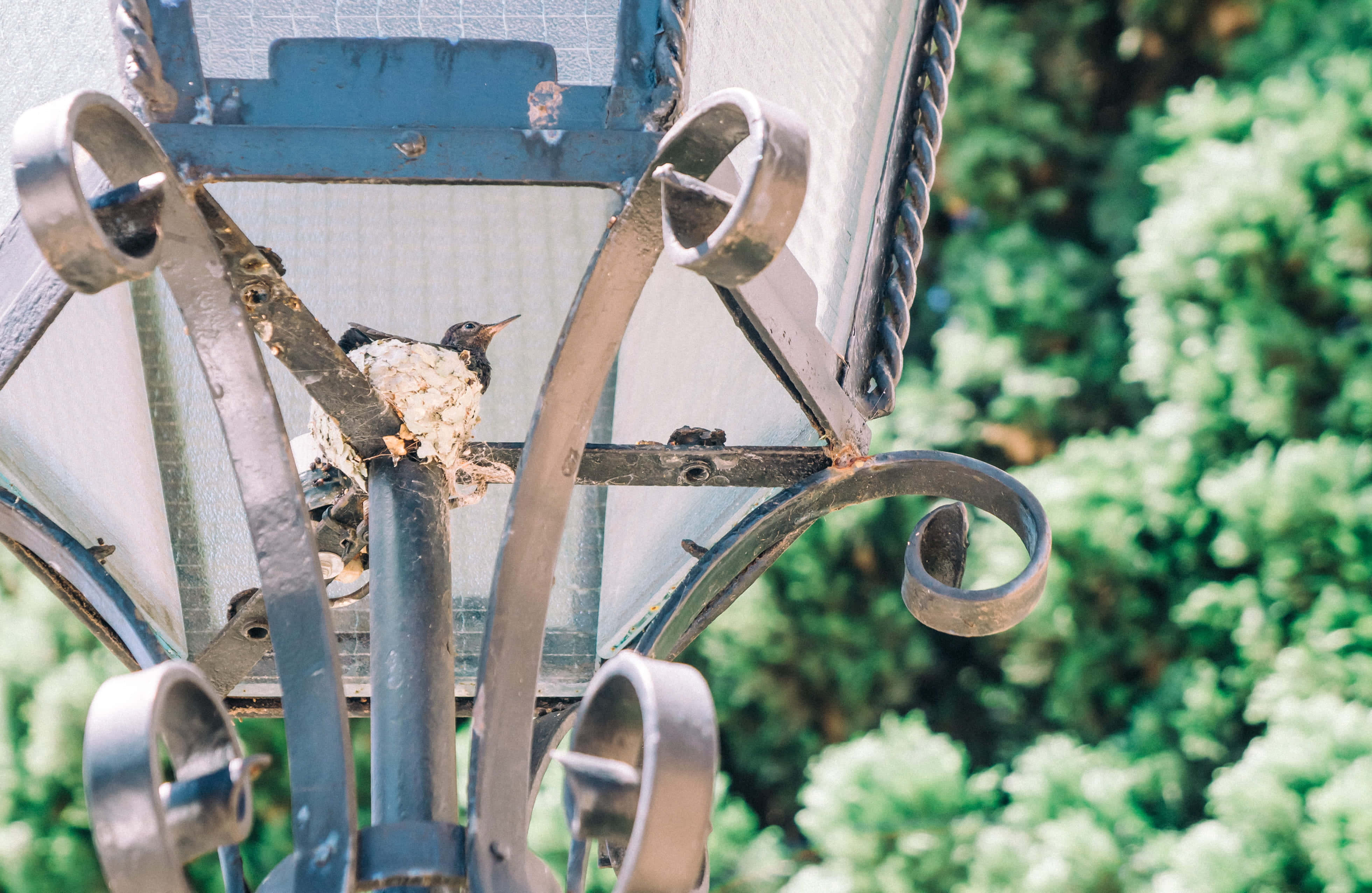 Hummingbird Nest 桌布 壁紙 — 一隻小鳥棲息在花園燈籠風化的金屬框架上，背景是茂密的綠色樹葉。