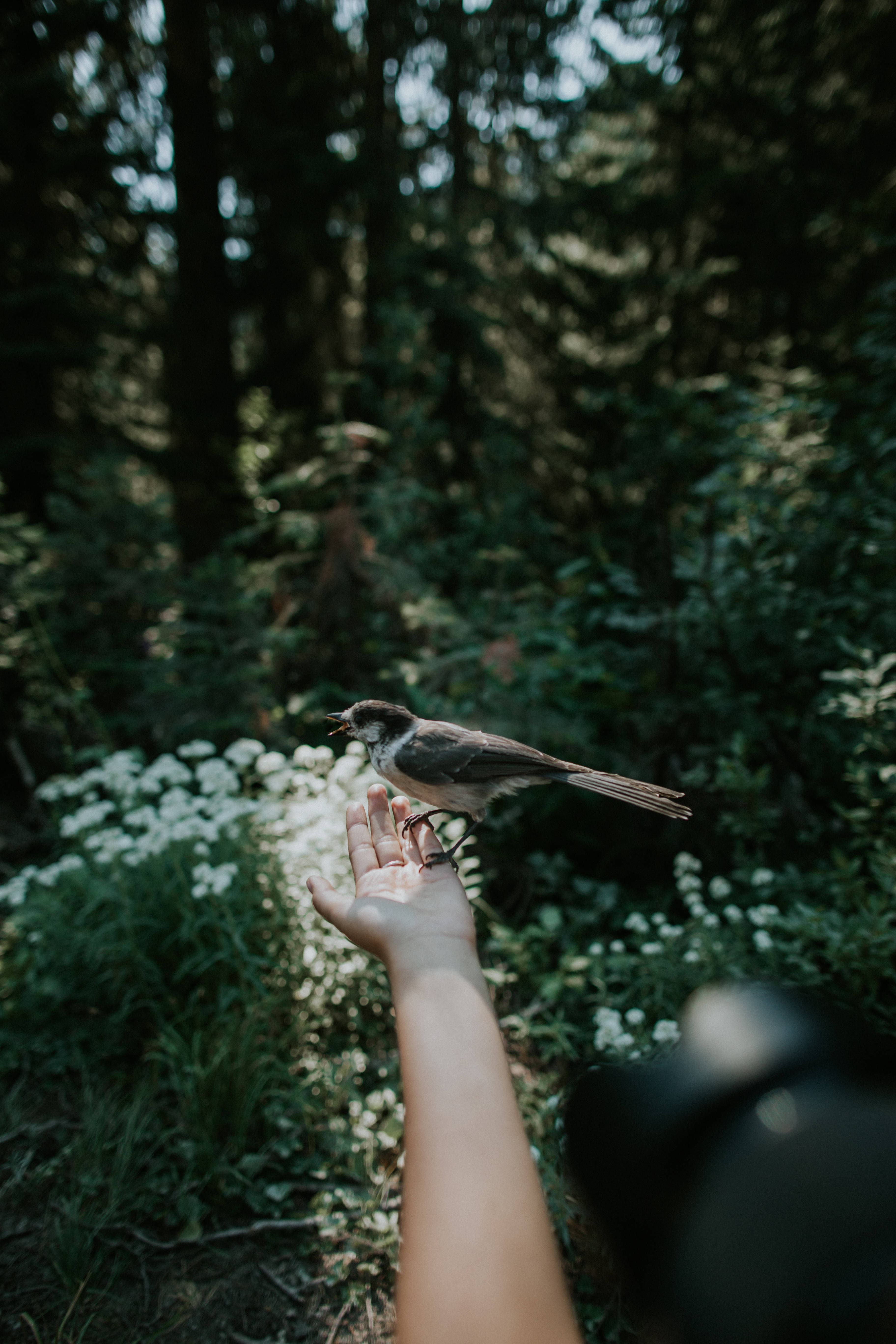 birds 桌布 壁紙 — 一隻小鳥輕柔地棲息在伸出的手上，身處陽光斑駁、開滿白色野花的森林中。