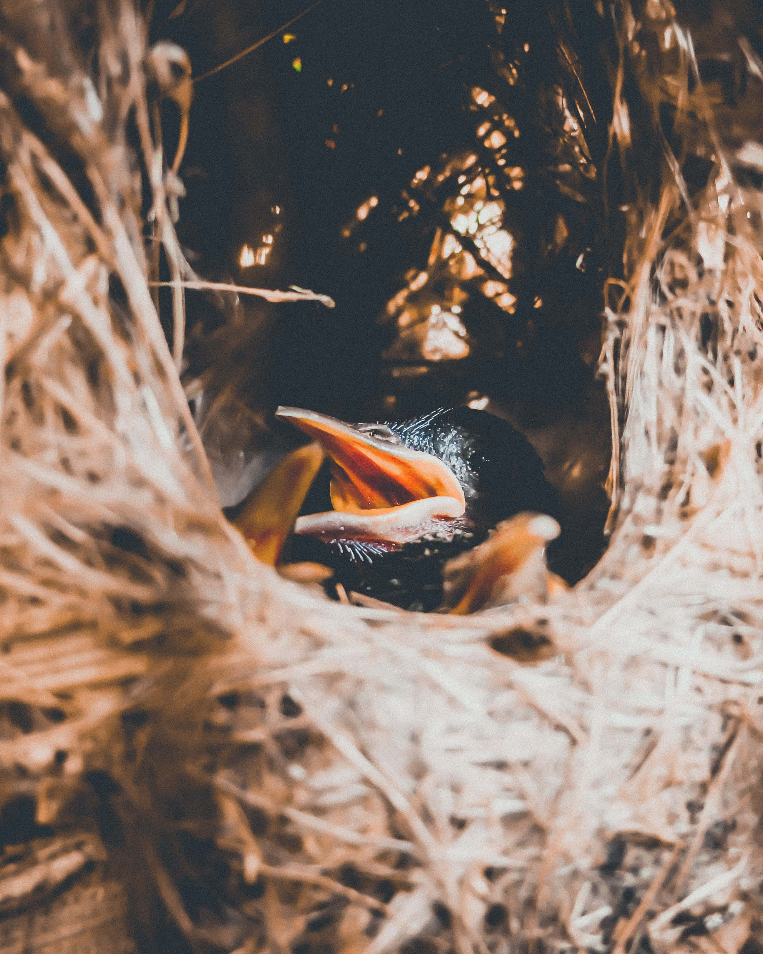 Hummingbird Nest 桌布 壁紙 — 一隻小鳥雛鳥張開喙，坐在鋪滿稻草的巢中，沐浴在穿過樹葉的溫暖金色光線中。