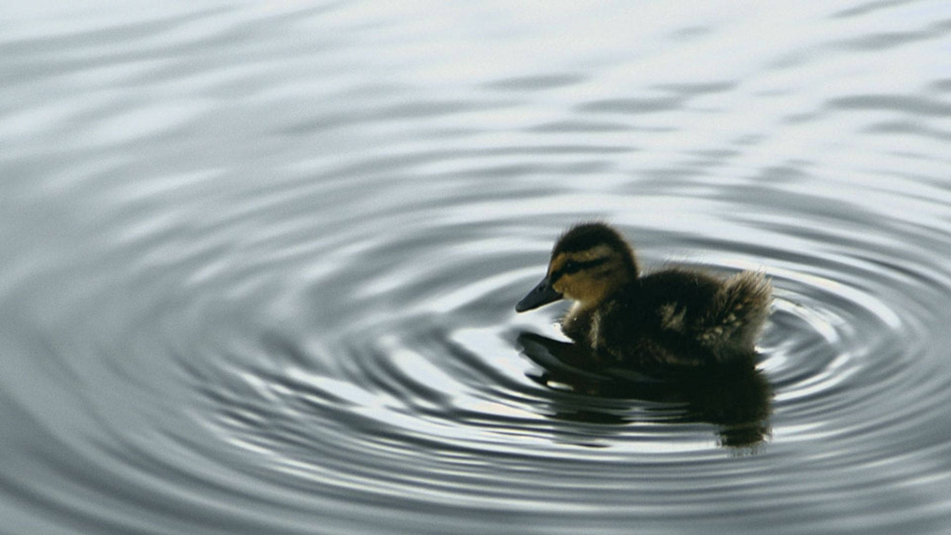 Baby Duck 桌布 壁紙 — 一隻小鴨子在漣漪的水面上平靜地游動，在其細小的身體周圍形成同心圓。