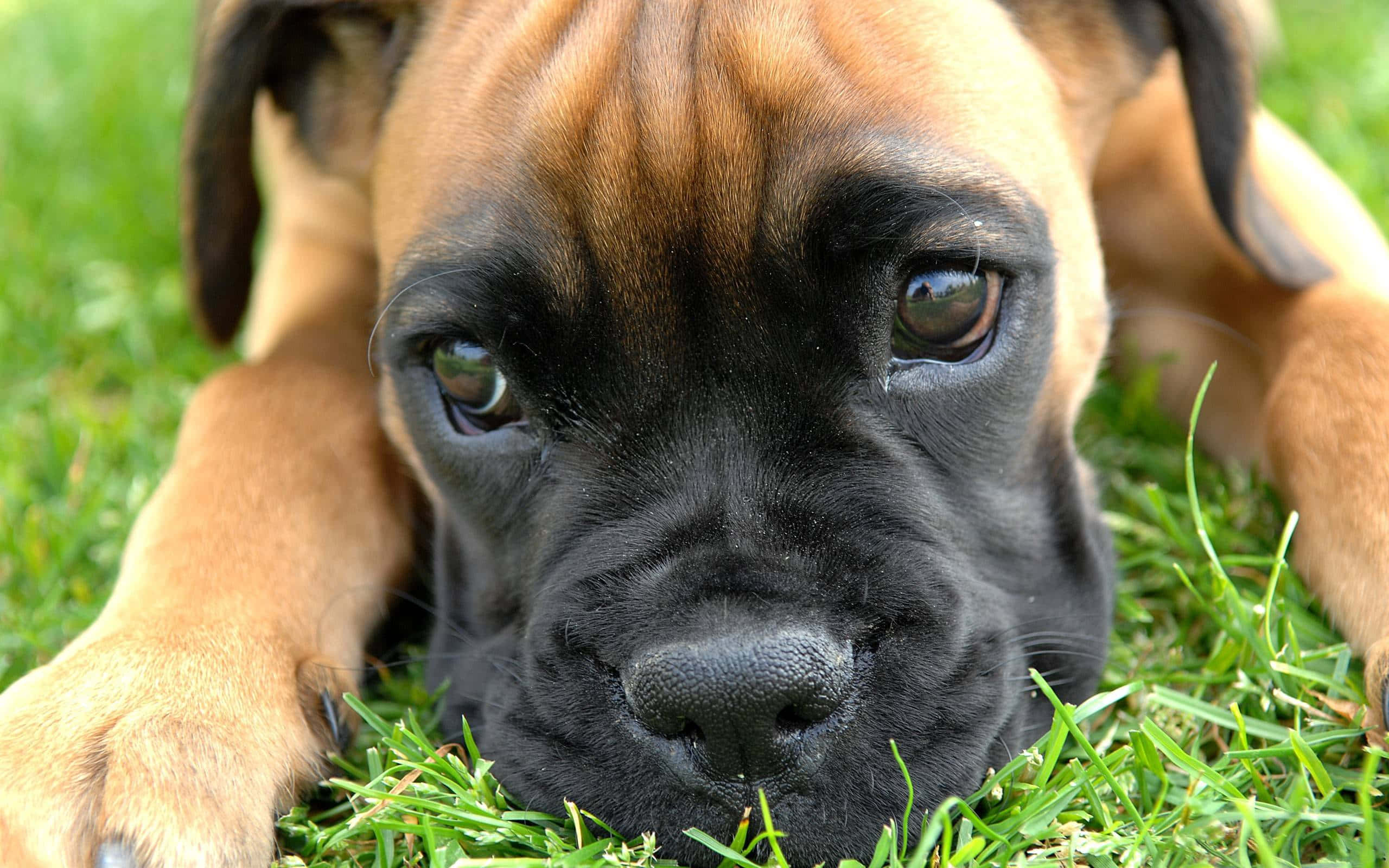 Boxer Dog 桌布 壁紙 — 一隻小鹿和一隻黑色拳師犬幼犬躺在充滿活力的綠色草地上，用充滿靈魂的眼睛向上凝視的特寫。