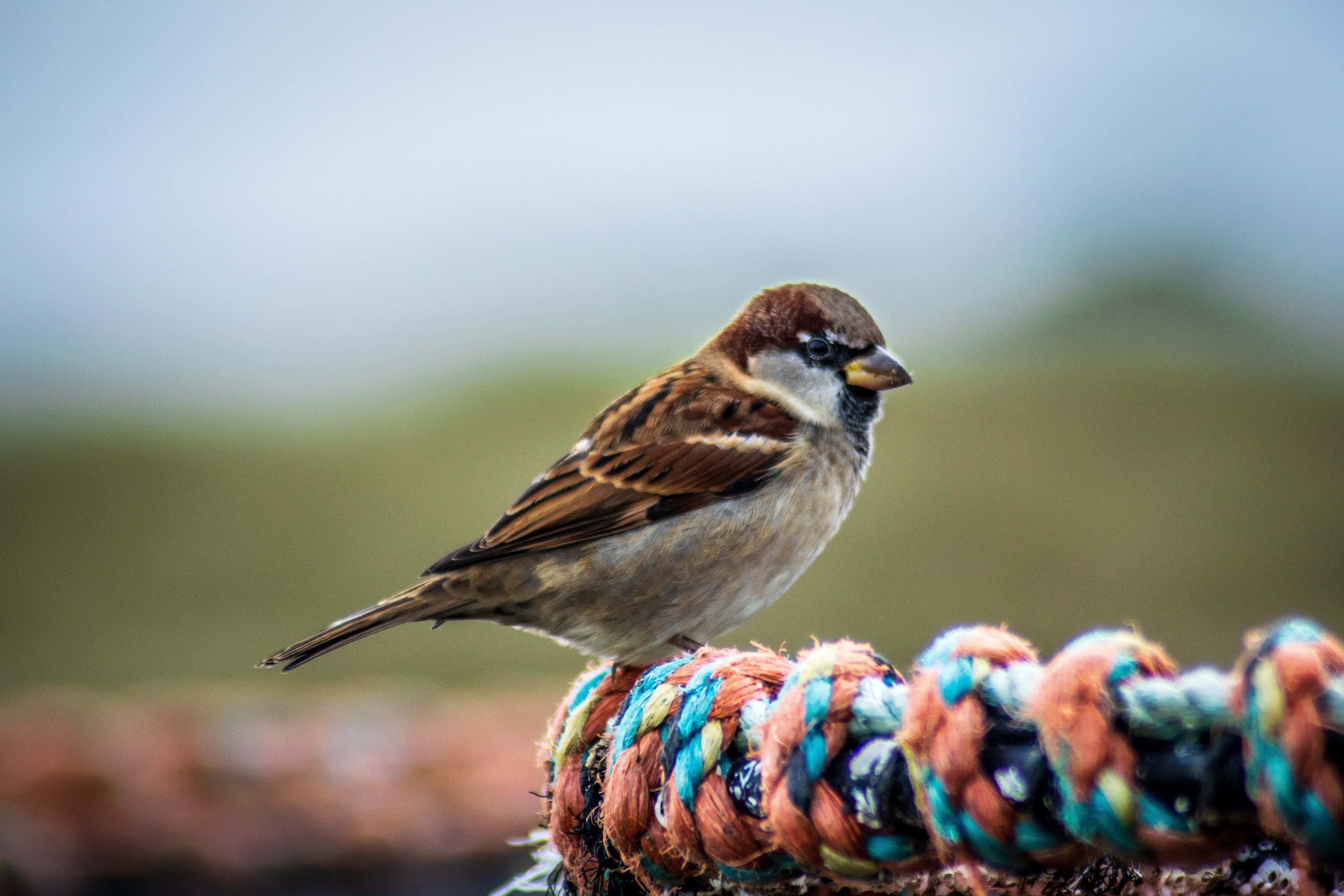 sparrow 桌布 壁紙 — 一隻小麻雀警覺地棲息在色彩繽紛的編織繩上，背景是柔和模糊的自然景色。