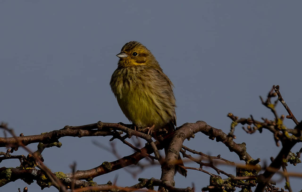 Yellowhammer 桌布 壁紙 — 一隻小黃鳥平靜地棲息在光禿的冬季樹枝上，背景是柔和的藍天。