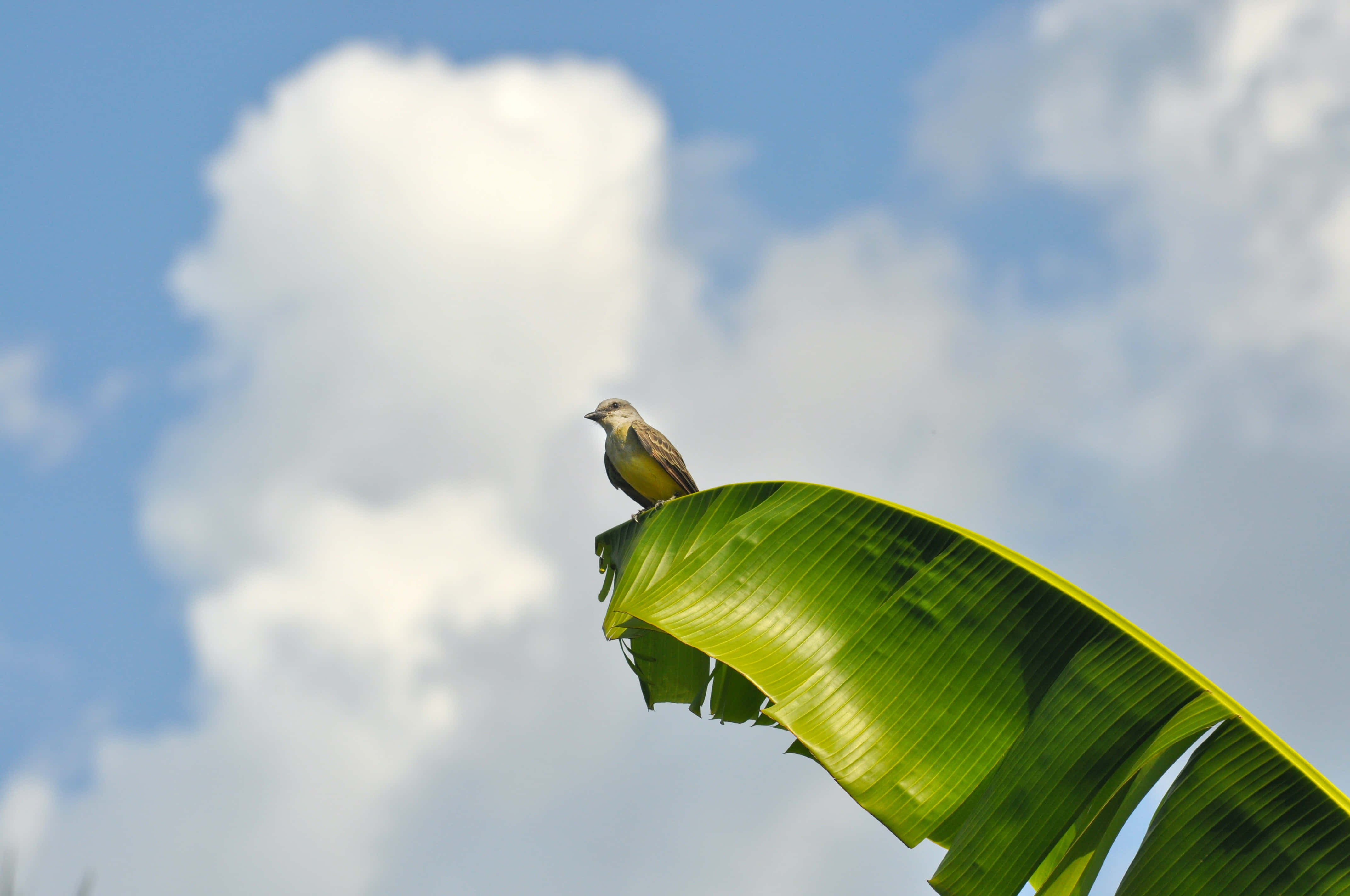 香蕉葉 桌布 壁紙 — 一隻小黃鳥棲息在一片大綠色的香蕉葉上，背景是明亮的藍天和蓬鬆的白雲。