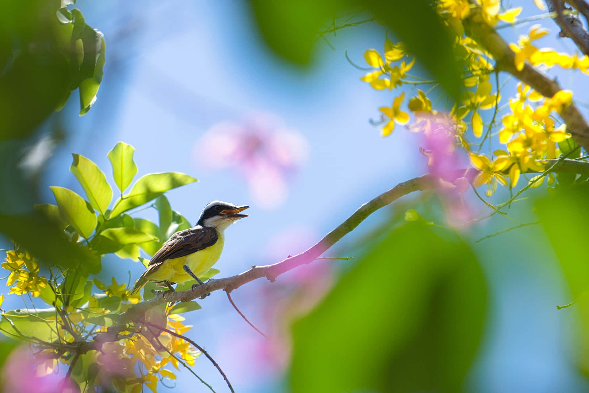 Birds Chirping 桌布 壁紙 — 一隻小黃鳥棲息在樹枝上，周圍是鮮綠的葉子和盛開的黃色花朵，沐浴在明亮的陽光下。