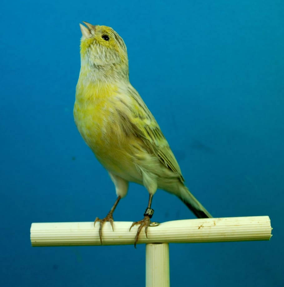 Yellow Bird 桌布 壁紙 — 一隻小黃鳥警覺地棲息在木製圓棒上，背景為純藍色。