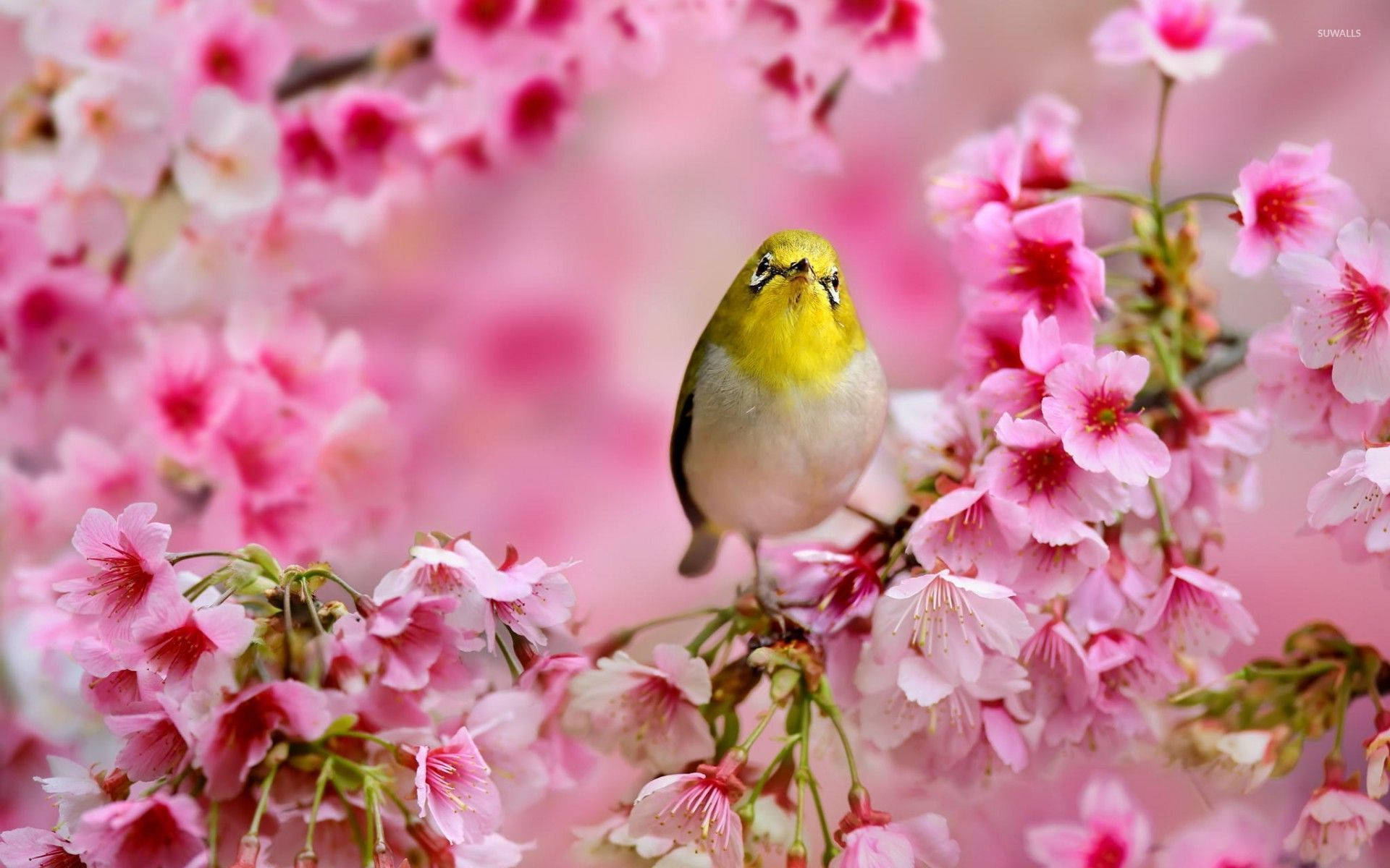 Yellow Bird 桌布 壁紙 — 一隻小黃鳥輕柔地棲息在柔焦中充滿活力的粉紅色櫻花枝上。
