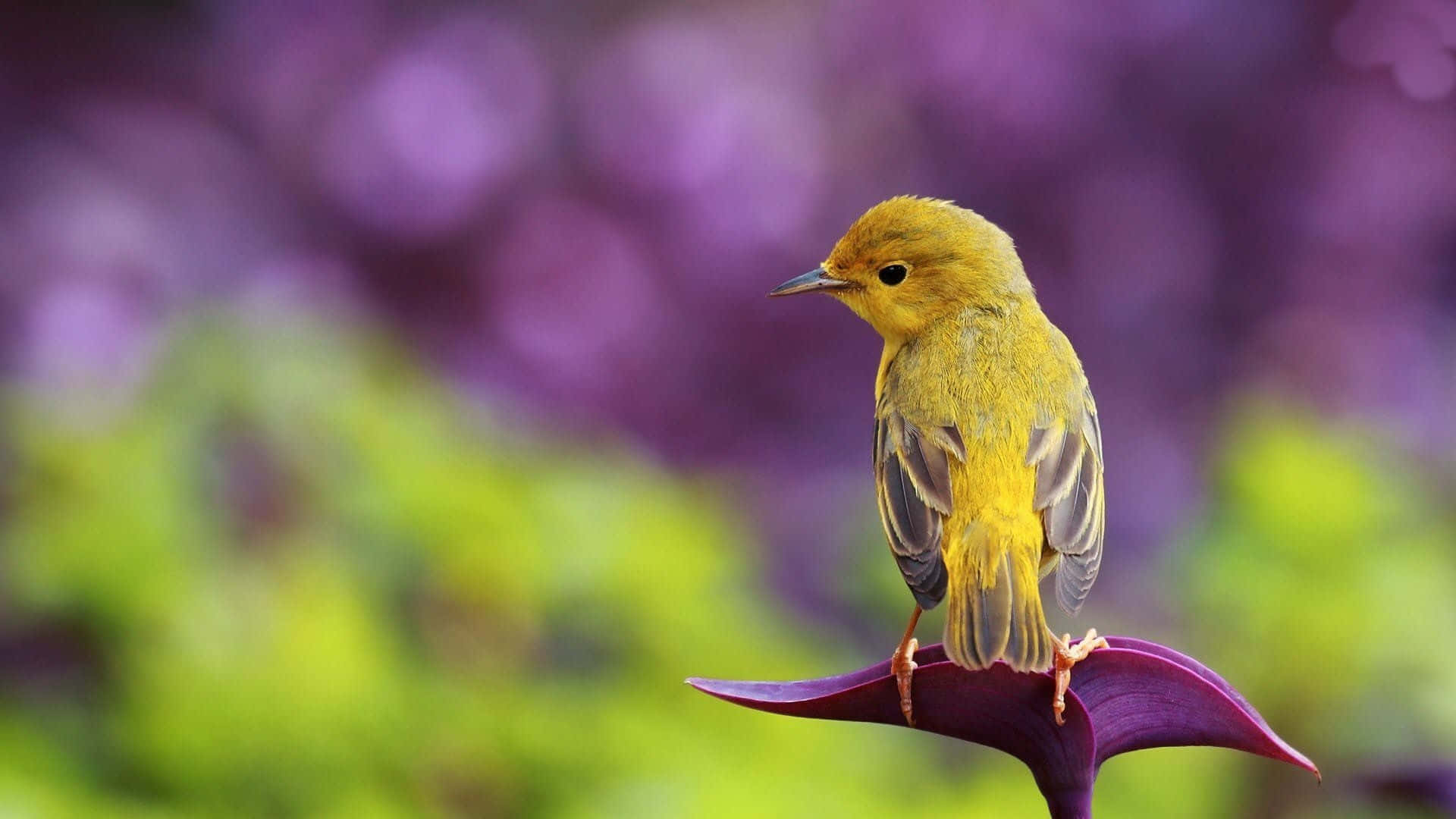 Cute Bird 桌布 壁紙 — 一隻小黃鳥輕柔地棲息在深紫色的花瓣上，背景是紫色和綠色葉子的柔和模糊效果。