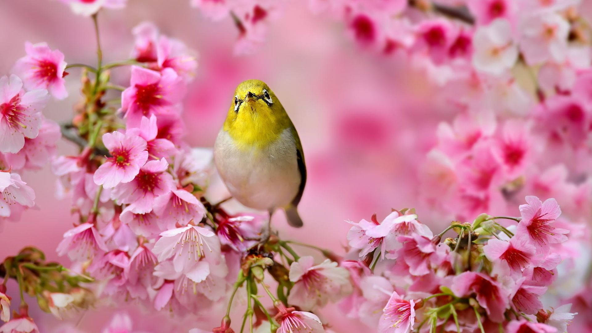Cute Spring 桌布 壁紙 — 一隻小黃鳥輕輕地棲息在柔焦的鮮豔粉紅櫻花枝上。