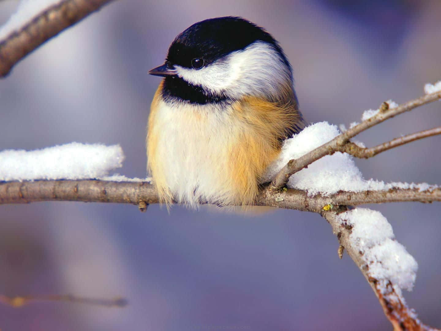 Winter Animal 桌布 壁紙 — 一隻小黑冠山雀棲息在灑滿雪的樹枝上，營造出柔和的冬日場景。