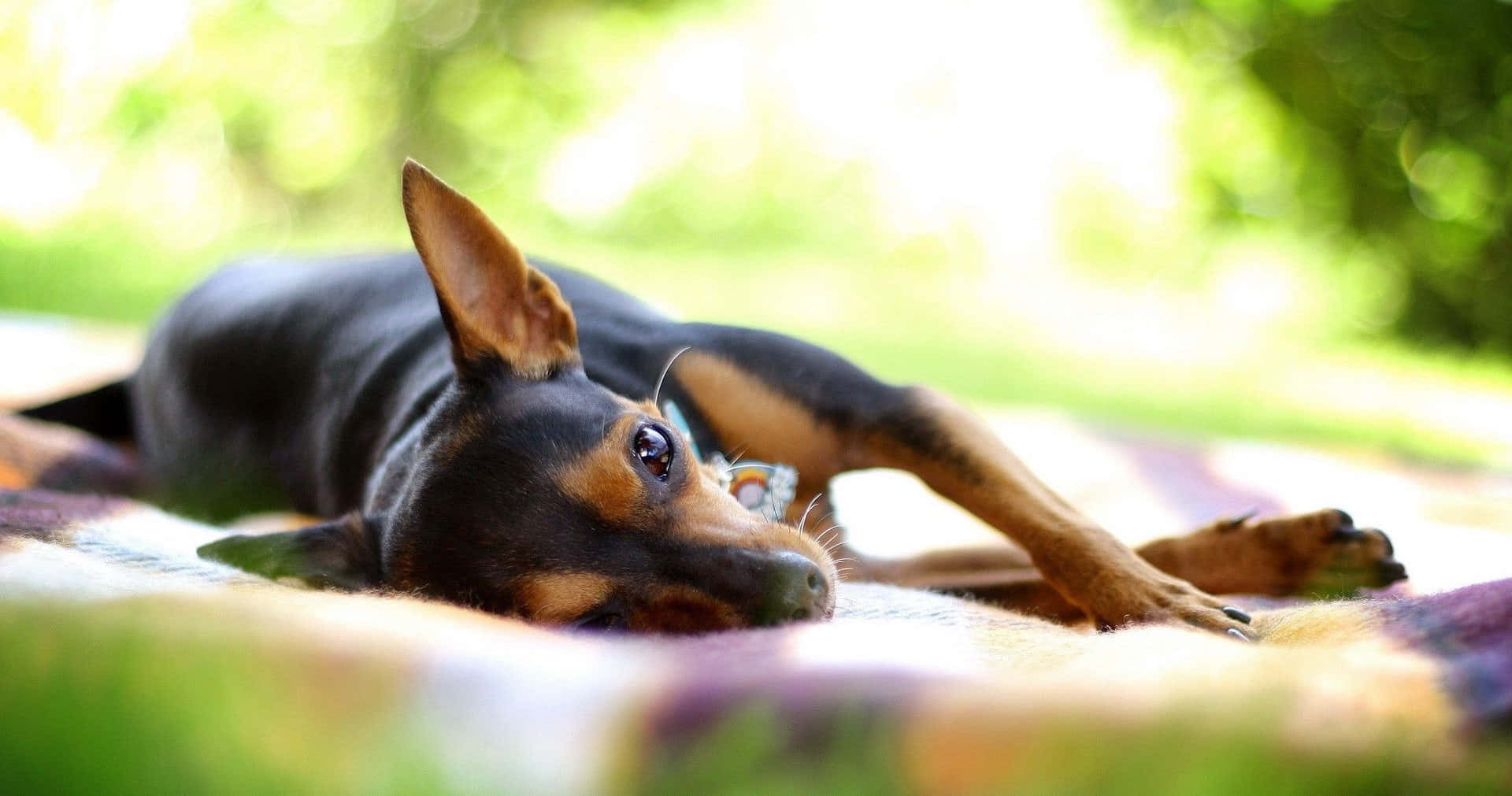 Chihuahua 桌布 壁紙 — 一隻小黑棕狗在陽光明媚的花園裡，在色彩繽紛的毯子上安靜地休息。
