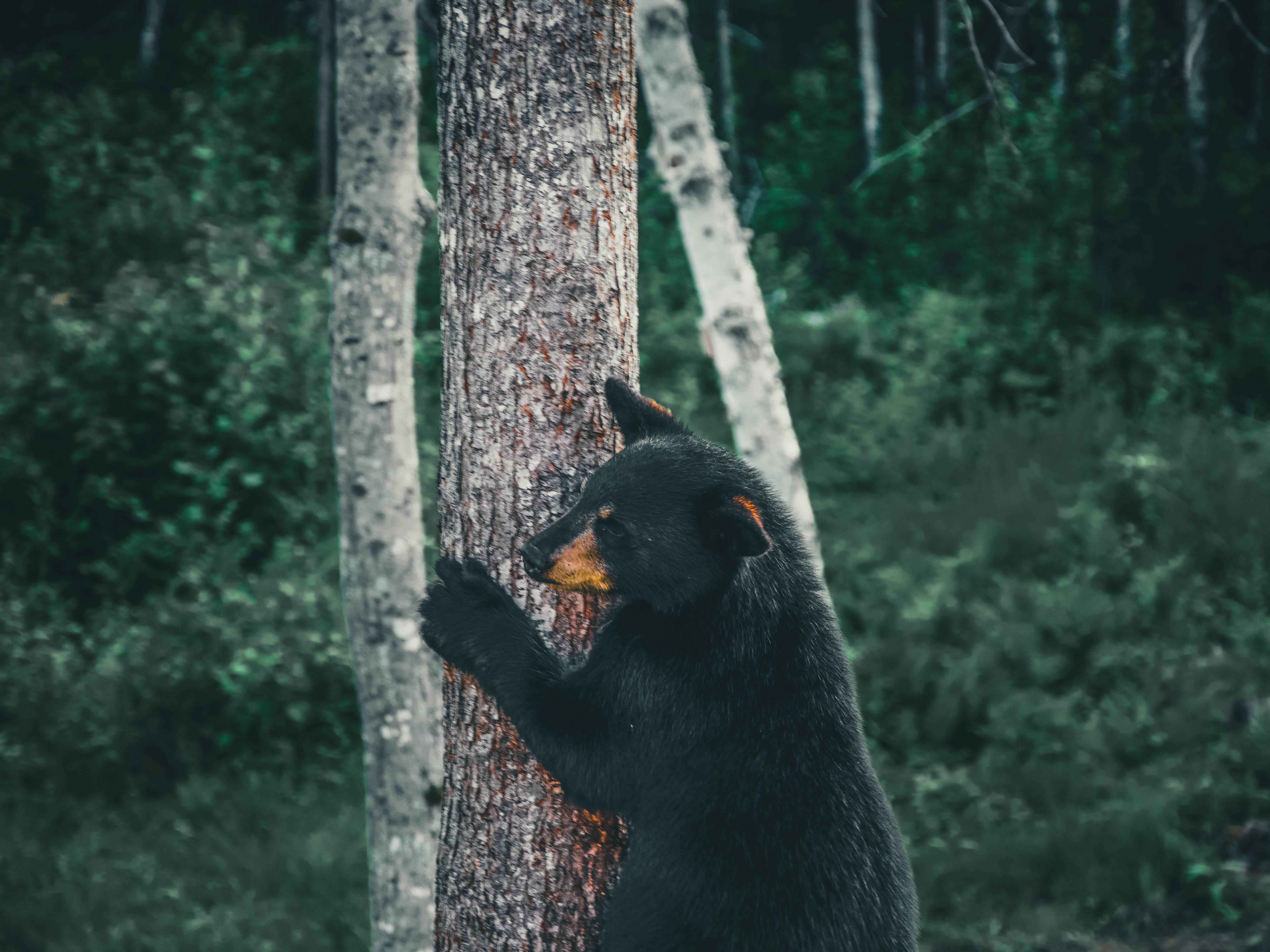 Cute Bear 桌布 壁紙 — 一隻小黑熊幼崽緊抓著樹幹，身處茂密翠綠的森林中，光線柔和自然。