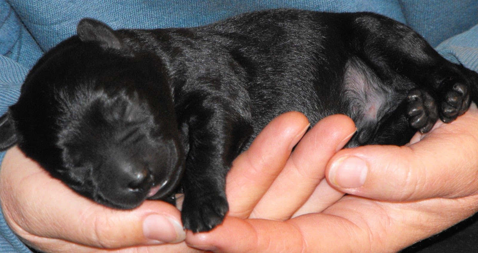 Labradoodle 桌布 壁紙 — 一隻小黑狗在藍色布料背景前，安詳地睡在一個人捧著的手中。