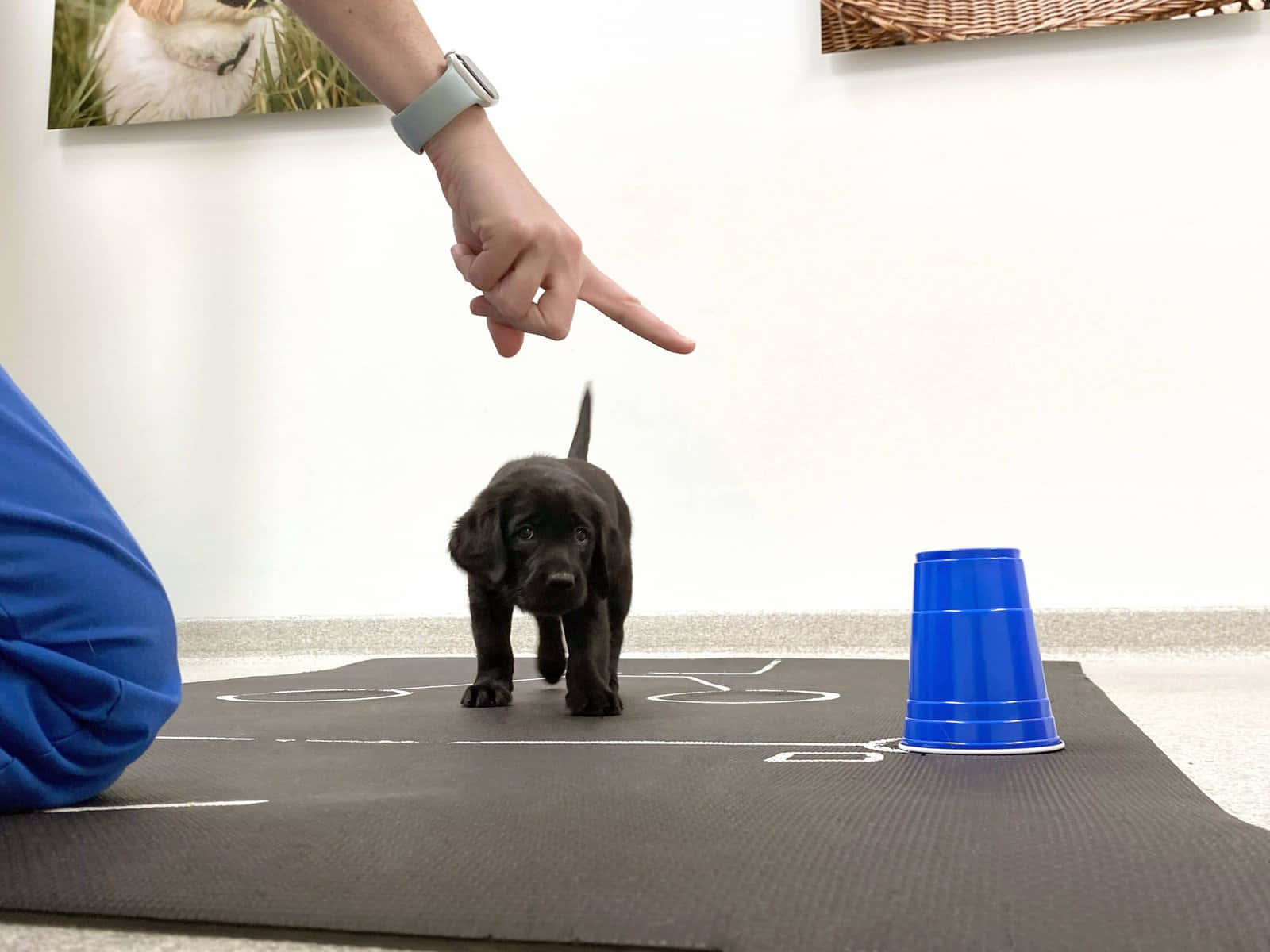 Puppies 桌布 壁紙 — 一隻小黑狗站在瑜伽墊上，一個人指著它，旁邊有一個藍色杯子。