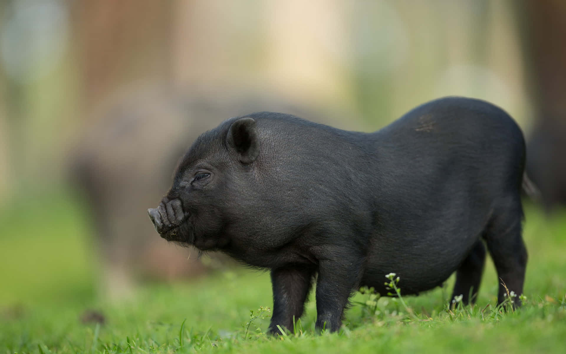 可愛豬豬 桌布 壁紙 — 一隻小黑豬警覺地站在鮮綠色草地上，背景是模糊的森林。