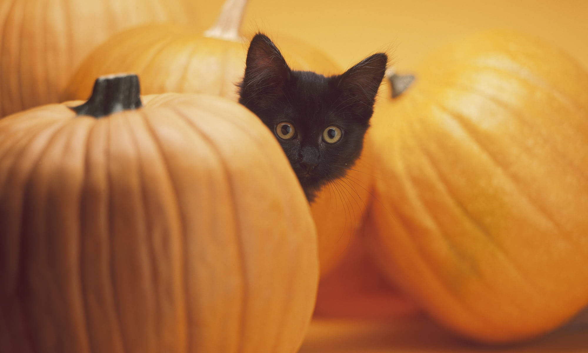 Cute Halloween Desktop 桌布 壁紙 — 一隻小黑貓在溫暖的秋光中好奇地從一堆橙色南瓜後面窺視。