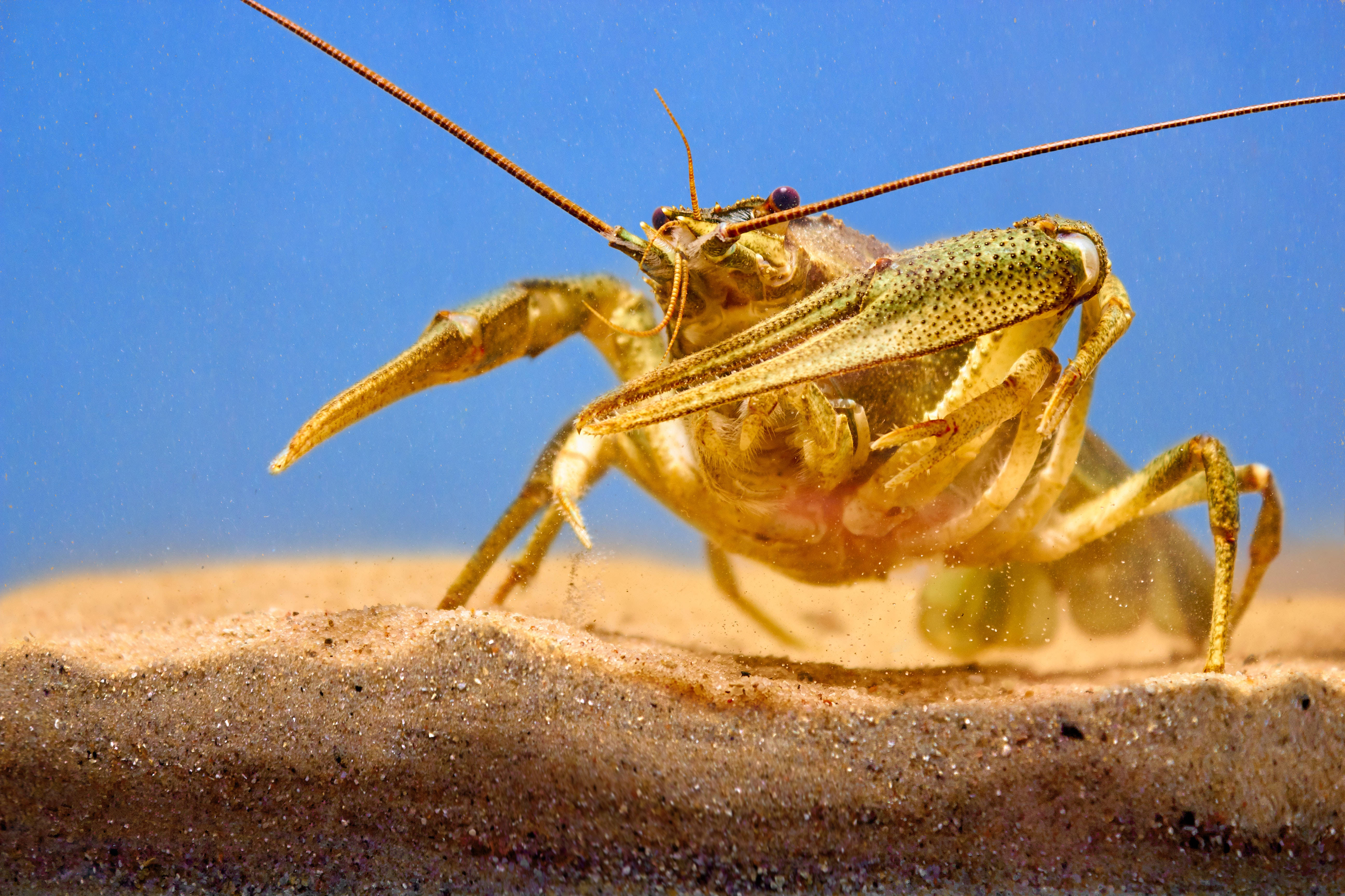 Lobster 桌布 壁紙 — 一隻小龍蝦從沙底冒出，背景是清澈藍色水面的特寫水下照片。