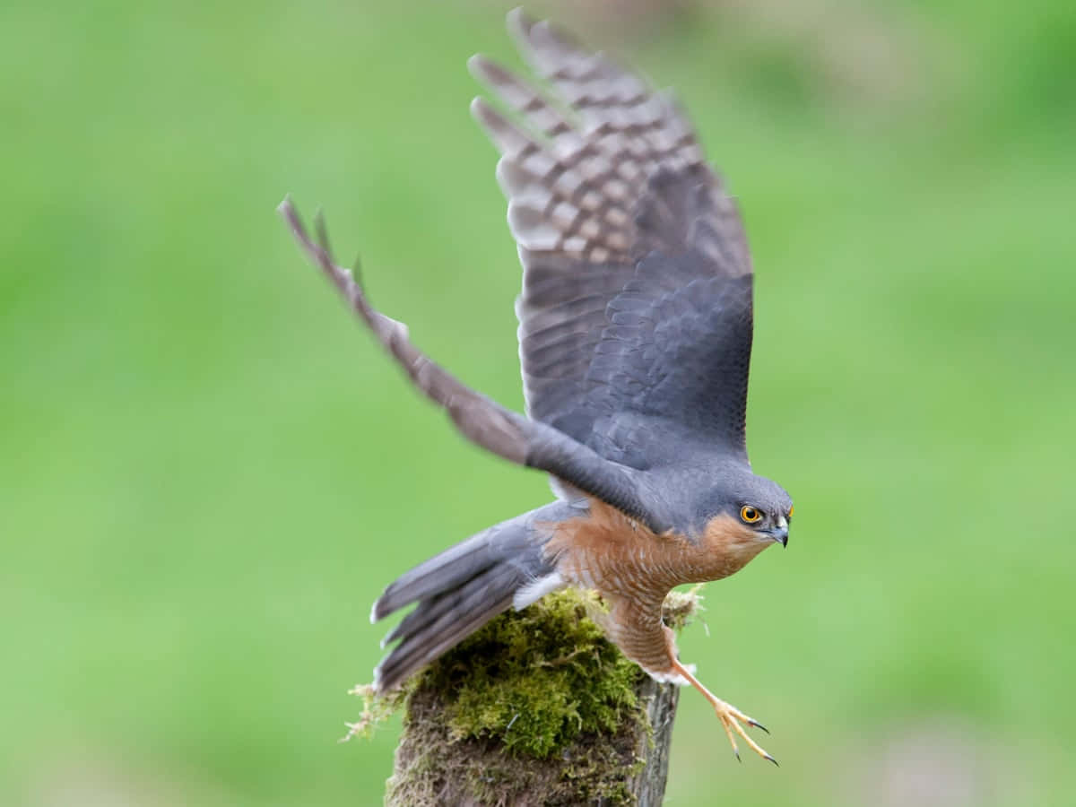 Sparrow Hawk 桌布 壁紙 — 一隻尖銳鷹在柔和的綠色背景下，棲息在長滿苔蘚的木柱上，展開寬闊的翅膀。
