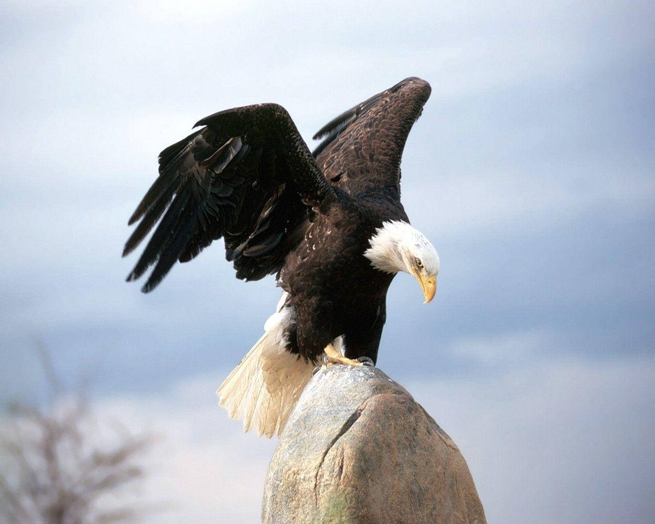 鳥 桌布 壁紙 — 一隻展翅的白頭鷹威風凜凜地棲息在風化的岩石上，背景是陰雲密佈的天空。