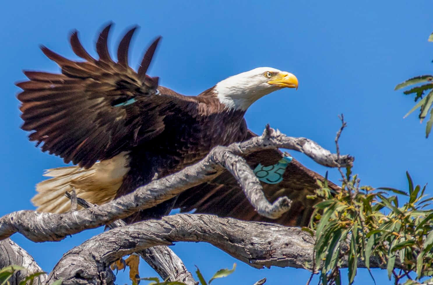 Eagle 桌布 壁紙 — 一隻展翅的白頭鷹棲息在彎曲的樹枝上，背景是清澈的藍天。