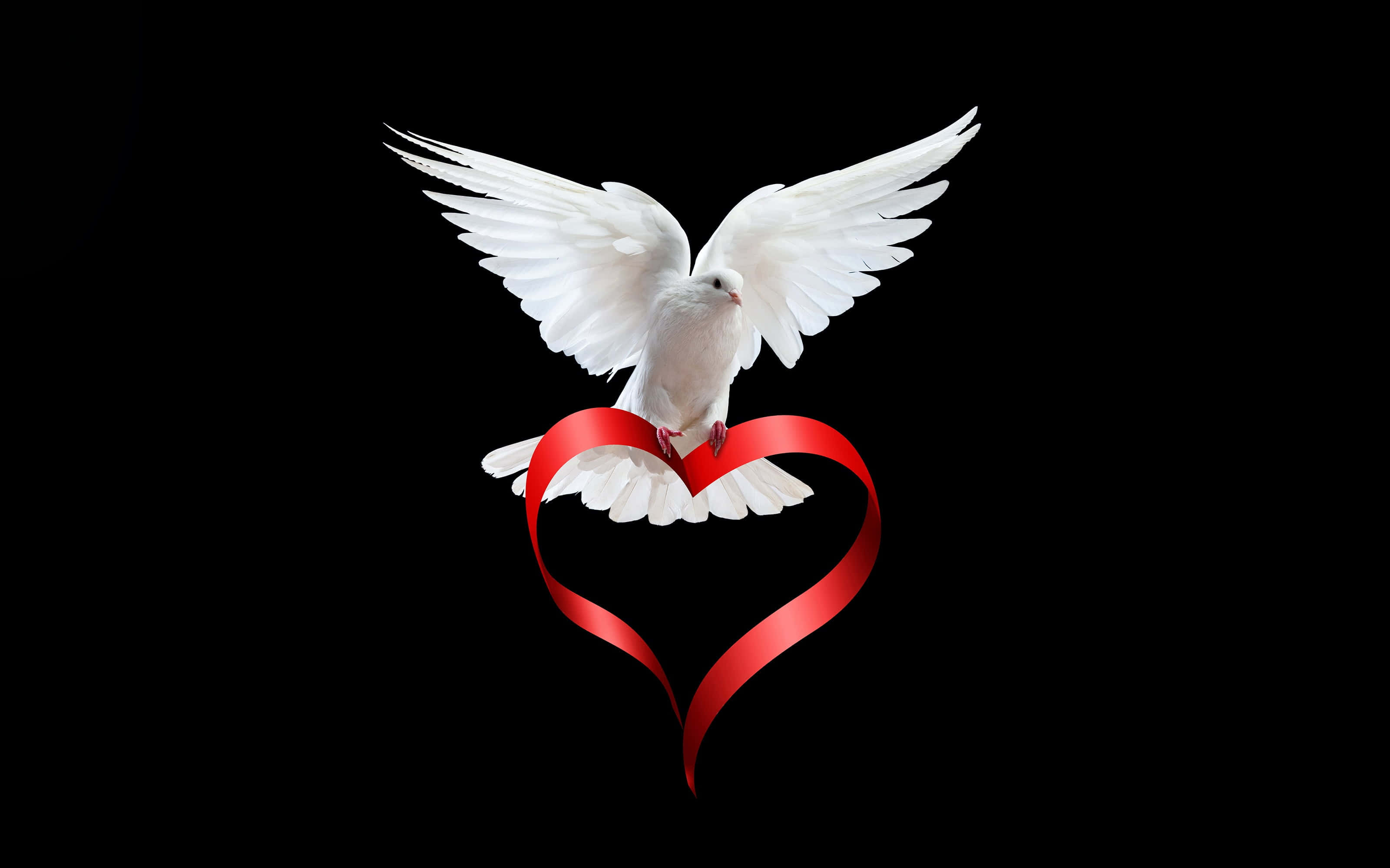Dove Wings 桌布 壁紙 — 一隻展翅的白鴿優雅地棲息在鮮紅色心形絲帶上，背景為純黑色。