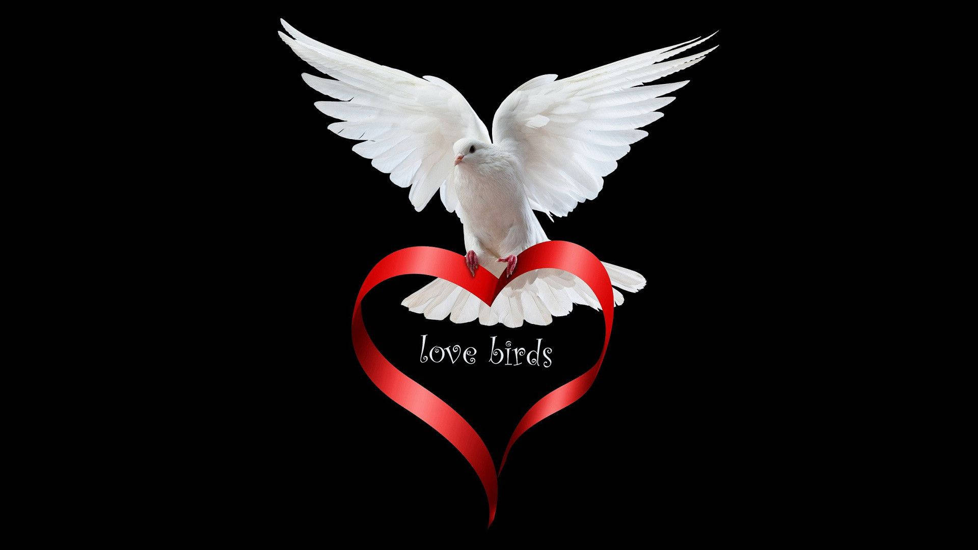 birds 桌布 壁紙 — 一隻展翅的白鴿棲息在光滑的紅色心形緞帶上，背景為純黑色。