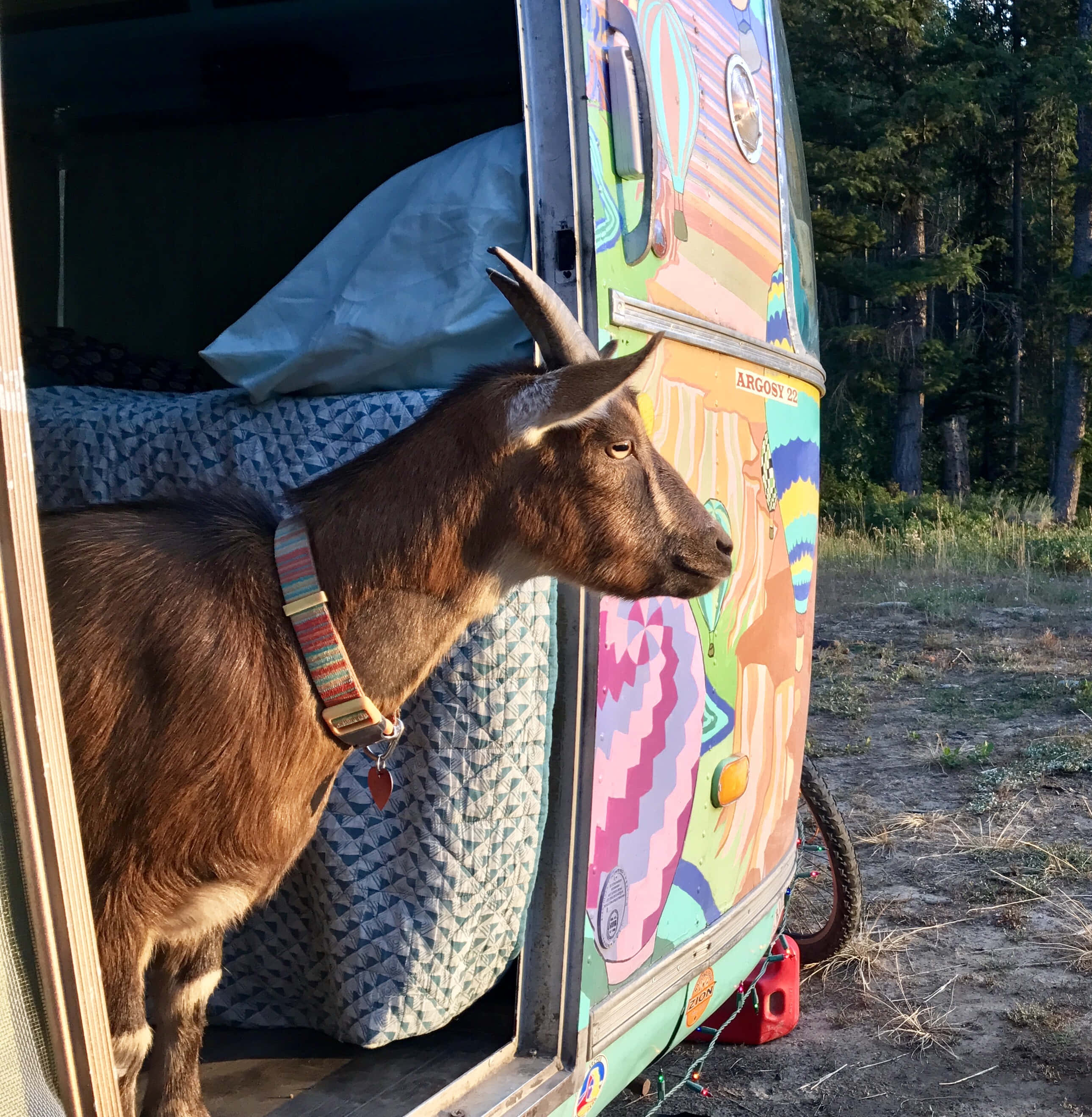 一隻山羊站在廂型車的車門前 壁紙