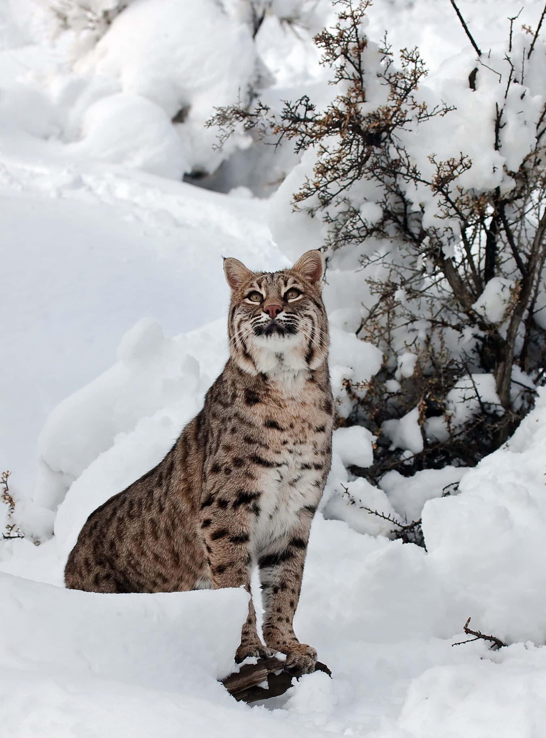 Bobcat 桌布 壁紙 — 一隻山貓在冬季森林的深雪中警覺地坐在被雪覆蓋的灌木旁。
