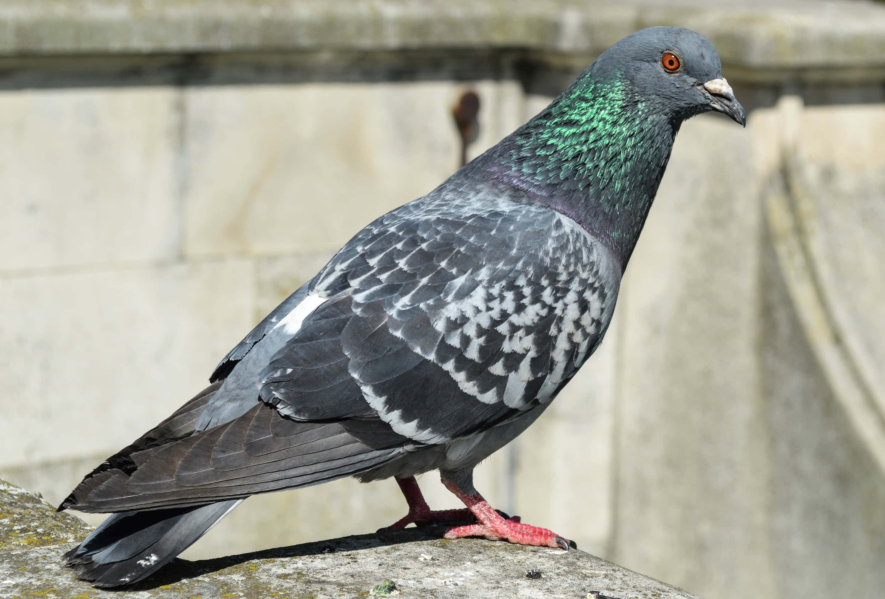 pigeon 桌布 壁紙 — 一隻岩鴿棲息在石壁架上，帶有虹彩綠色頸羽和鮮紅色腳的近距離特寫。
