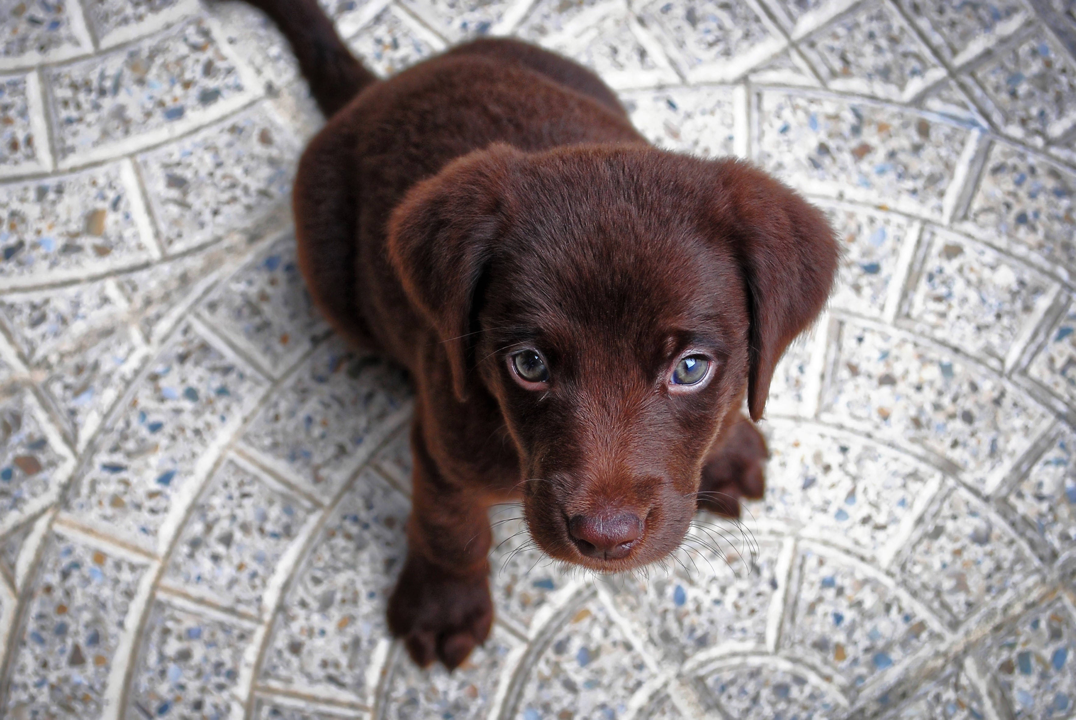 Cute Puppy 桌布 壁紙 — 一隻巧克力拉布拉多幼犬，擁有引人注目的藍色眼睛，從斑點瓷磚地板上抬頭仰望。