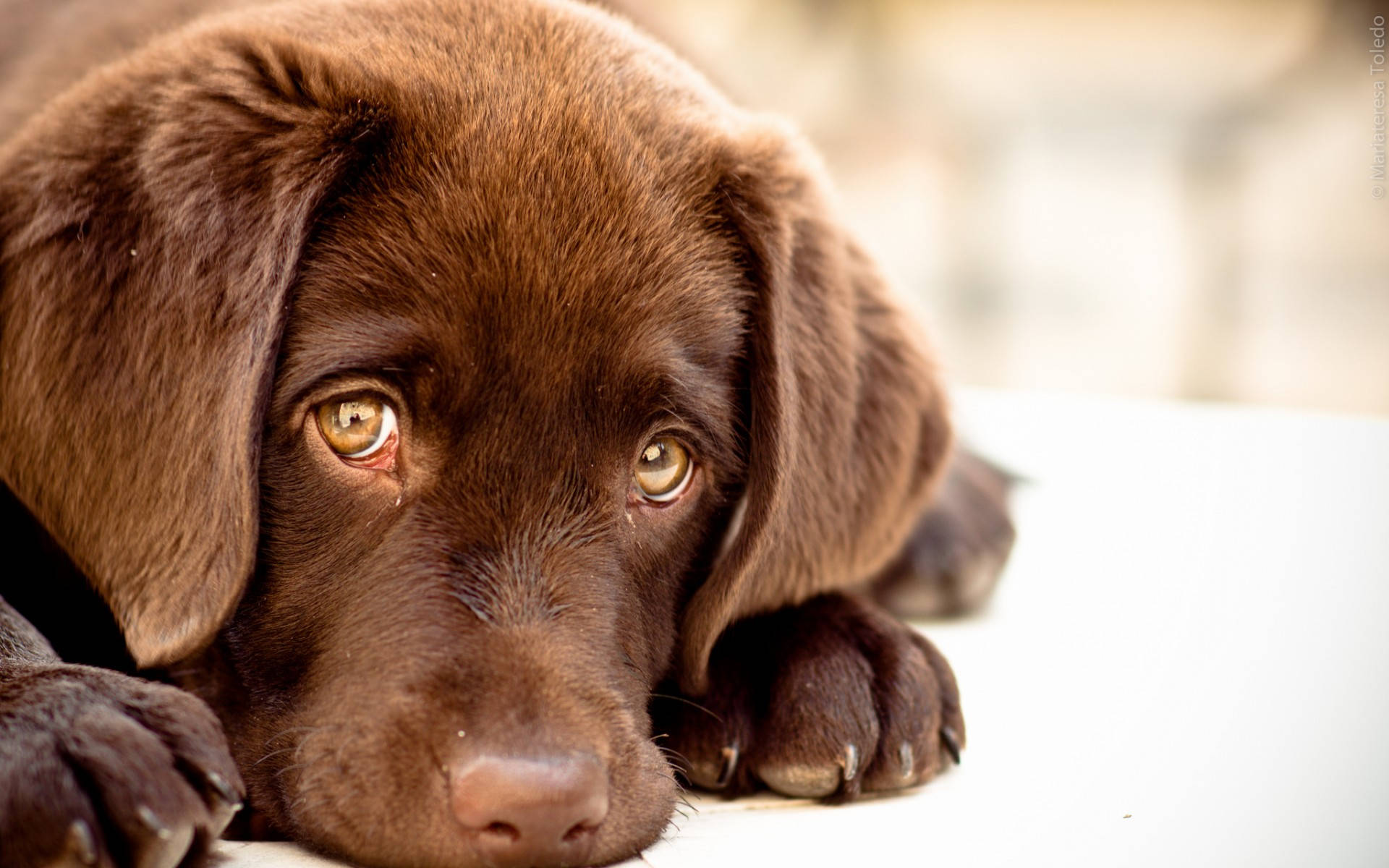 Labrador 桌布 壁紙 — 一隻巧克力拉布拉多幼犬的特寫，牠有著充滿靈魂的琥珀色眼睛，頭部擱在白色表面上。