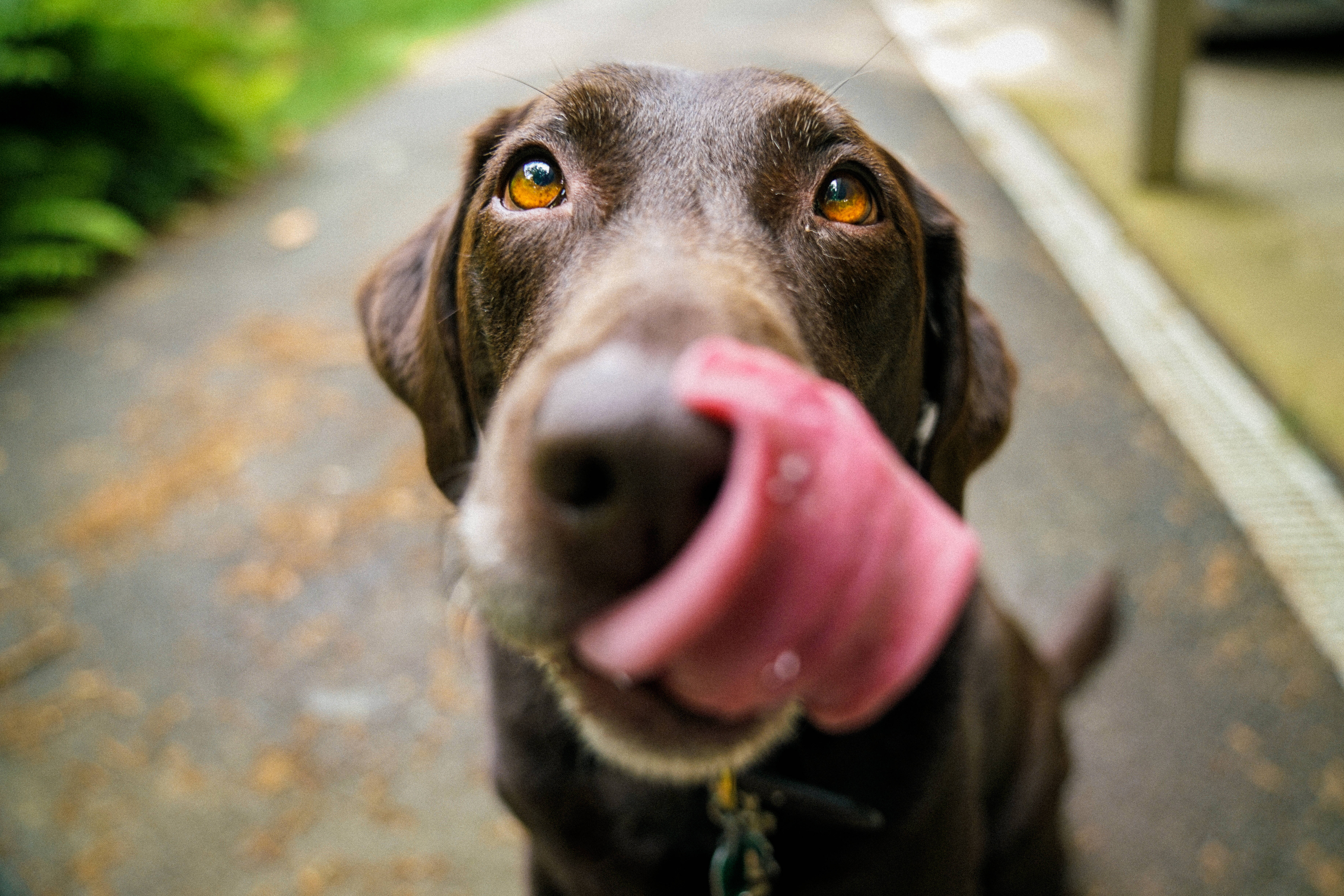 狗 桌布 壁紙 — 一隻巧克力拉布拉多犬在鋪砌的小徑上用粉紅色的舌頭舔相機鏡頭，同時直視觀眾。
