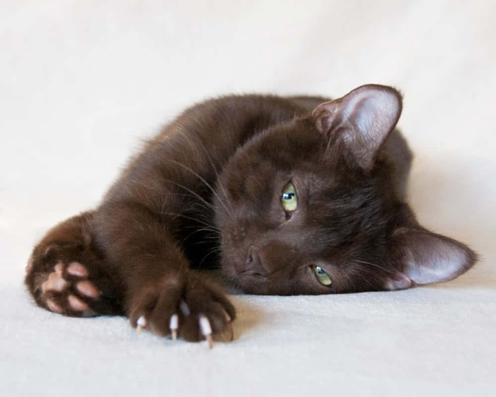 Havana Brown Cat 桌布 壁紙 — 一隻巧克力棕色、綠色眼睛的貓咪放鬆地躺在柔軟的白色表面上，爪子伸展，指甲微微露出。