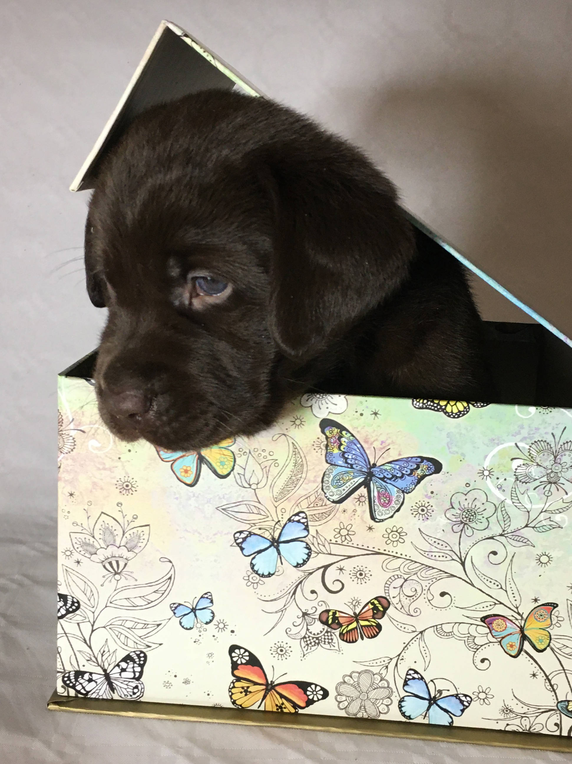 Cute Butterfly 桌布 壁紙 — 一隻巧克力色拉布拉多幼犬好奇地從蝴蝶圖案的禮物盒中探出頭來，頭上戴著一頂小紙帽。
