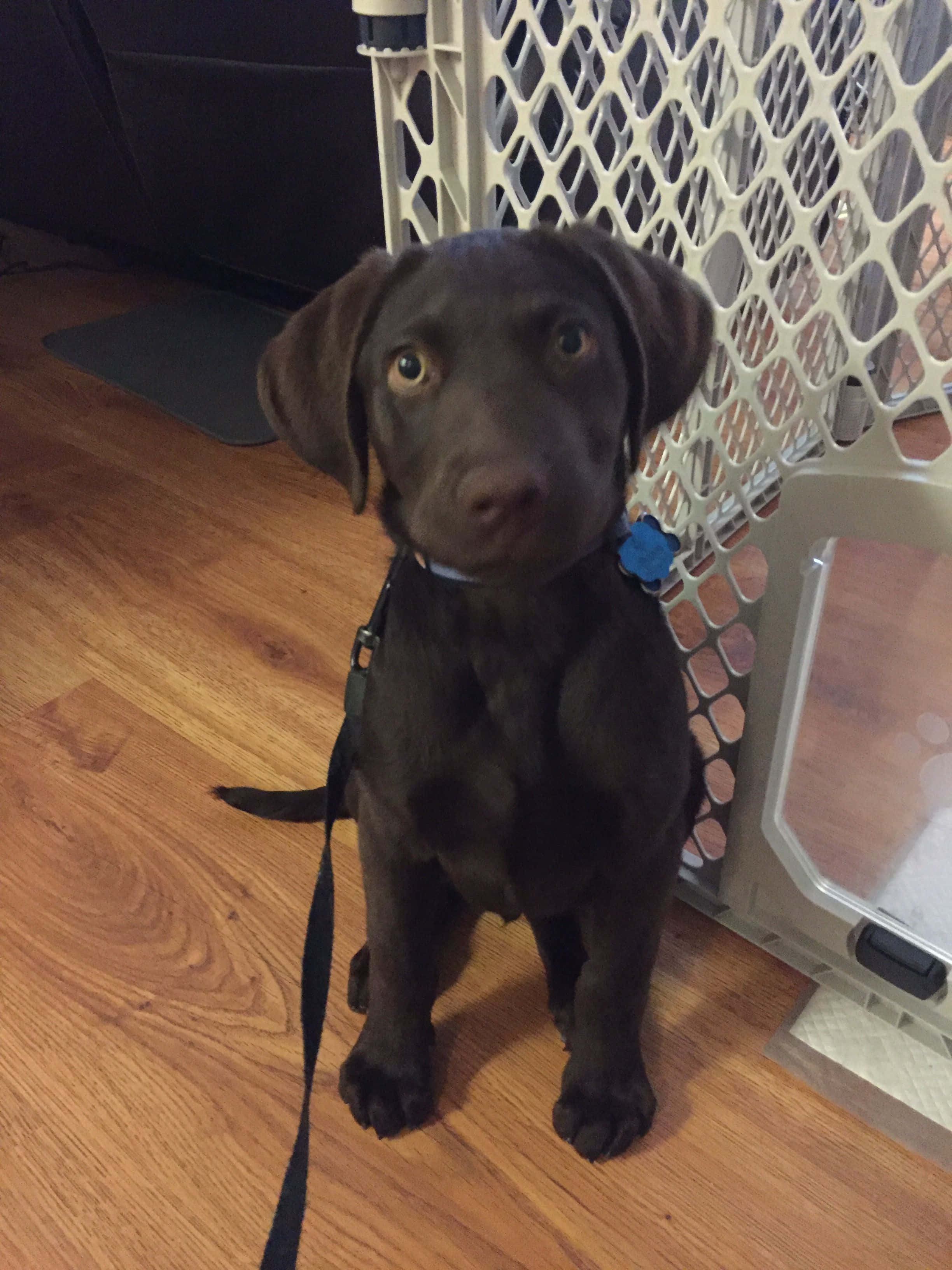 Labrador 桌布 壁紙 — 一隻巧克力色拉布拉多幼犬專注地坐在硬木地板上，旁邊有一個寵物閘門，繫著狗帶和項圈。