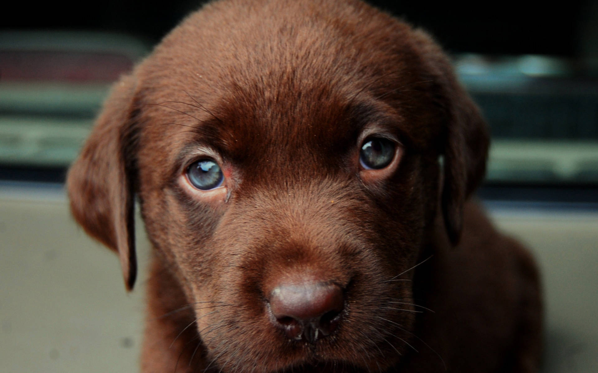 Cute Puppy 桌布 壁紙 — 一隻巧克力色拉布拉多幼犬的特寫，擁有引人注目的藍色眼睛，直視鏡頭。