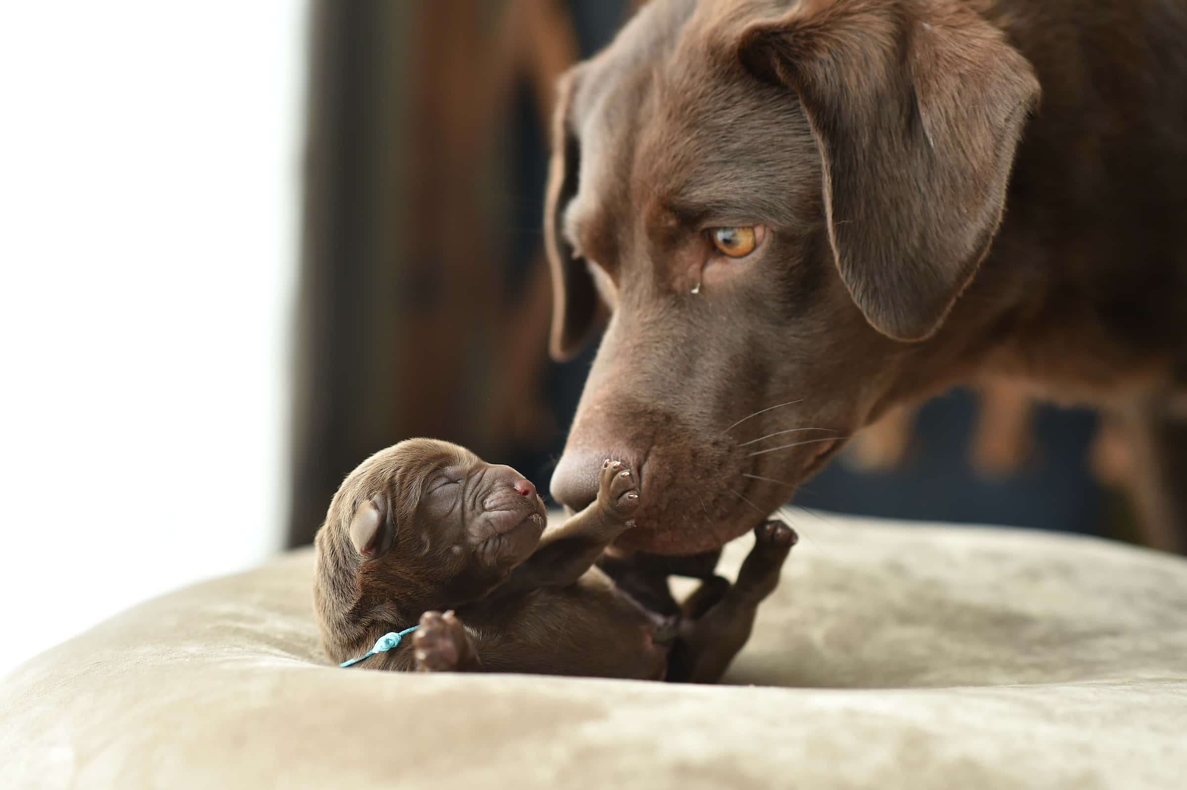 Puppies 桌布 壁紙 — 一隻巧克力色拉布拉多輕柔地用鼻子蹭著牠剛出生的幼犬，眼裡含著淚水，躺在柔軟的墊子上。