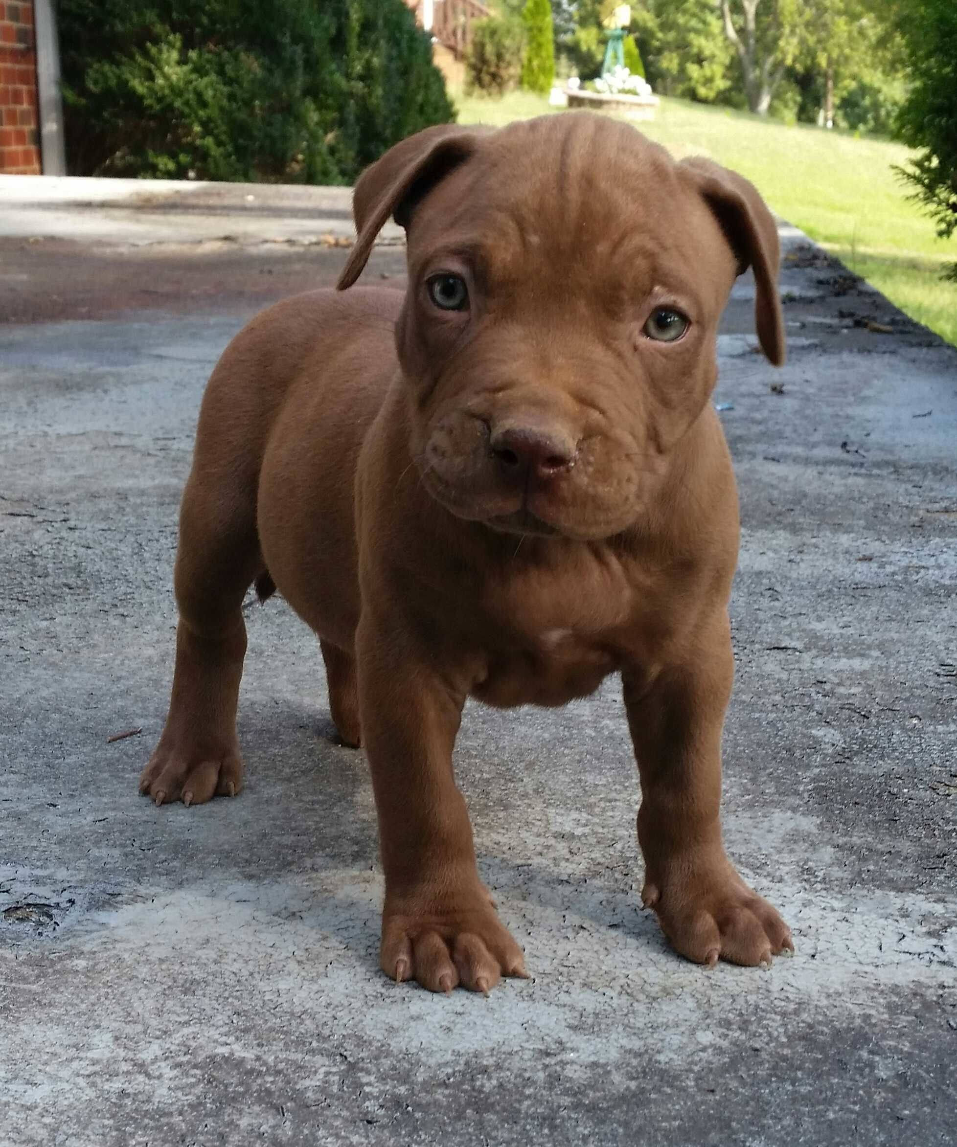 Pitbull Puppies 桌布 壁紙 — 一隻巧克力色的小狗，有著大大的藍眼睛，站在陽光普照的後院混凝土小徑上。