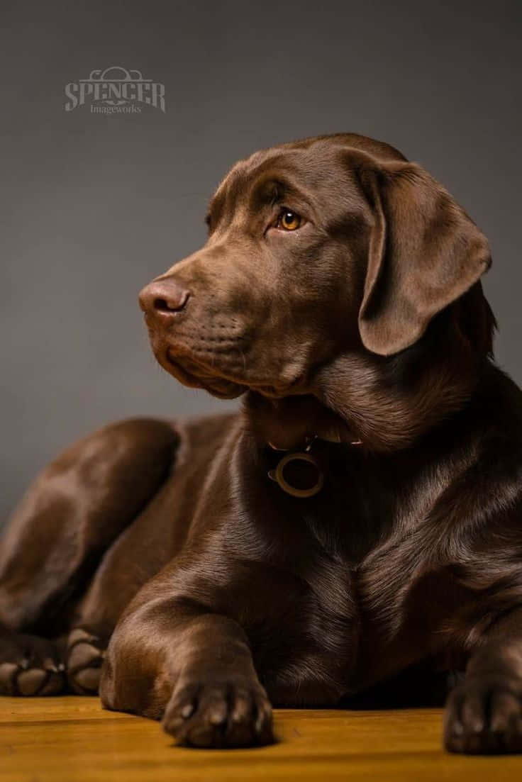 Labrador 桌布 壁紙 — 一隻巧克力色的拉布拉多尋回犬在柔和灰色背景的木地板上靜靜休息，若有所思地望著旁邊。