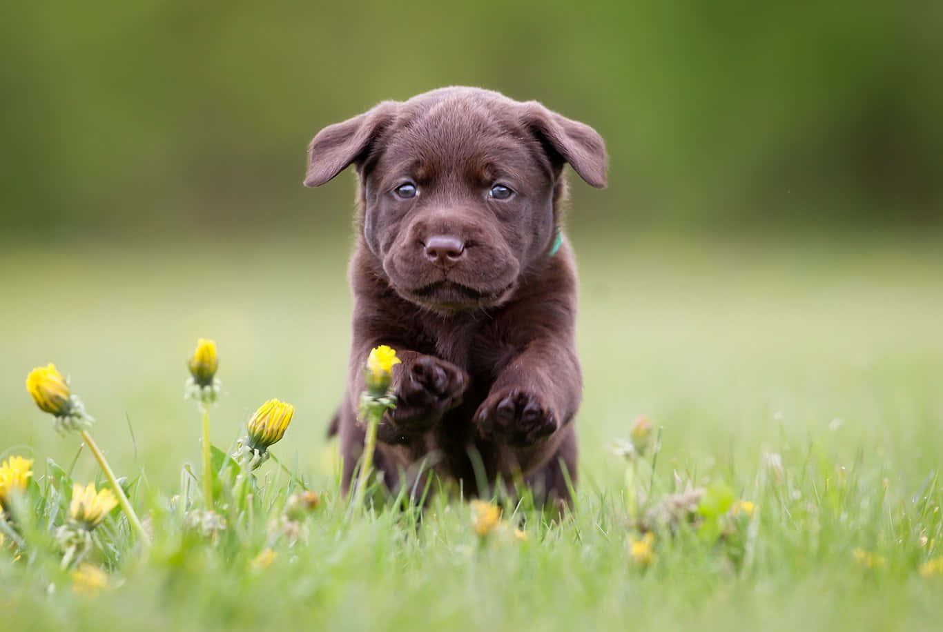 Labrador 桌布 壁紙 — 一隻巧克力色的拉布拉多幼犬，有著大大的藍眼睛，跳過點綴著黃色蒲公英的綠色草地。