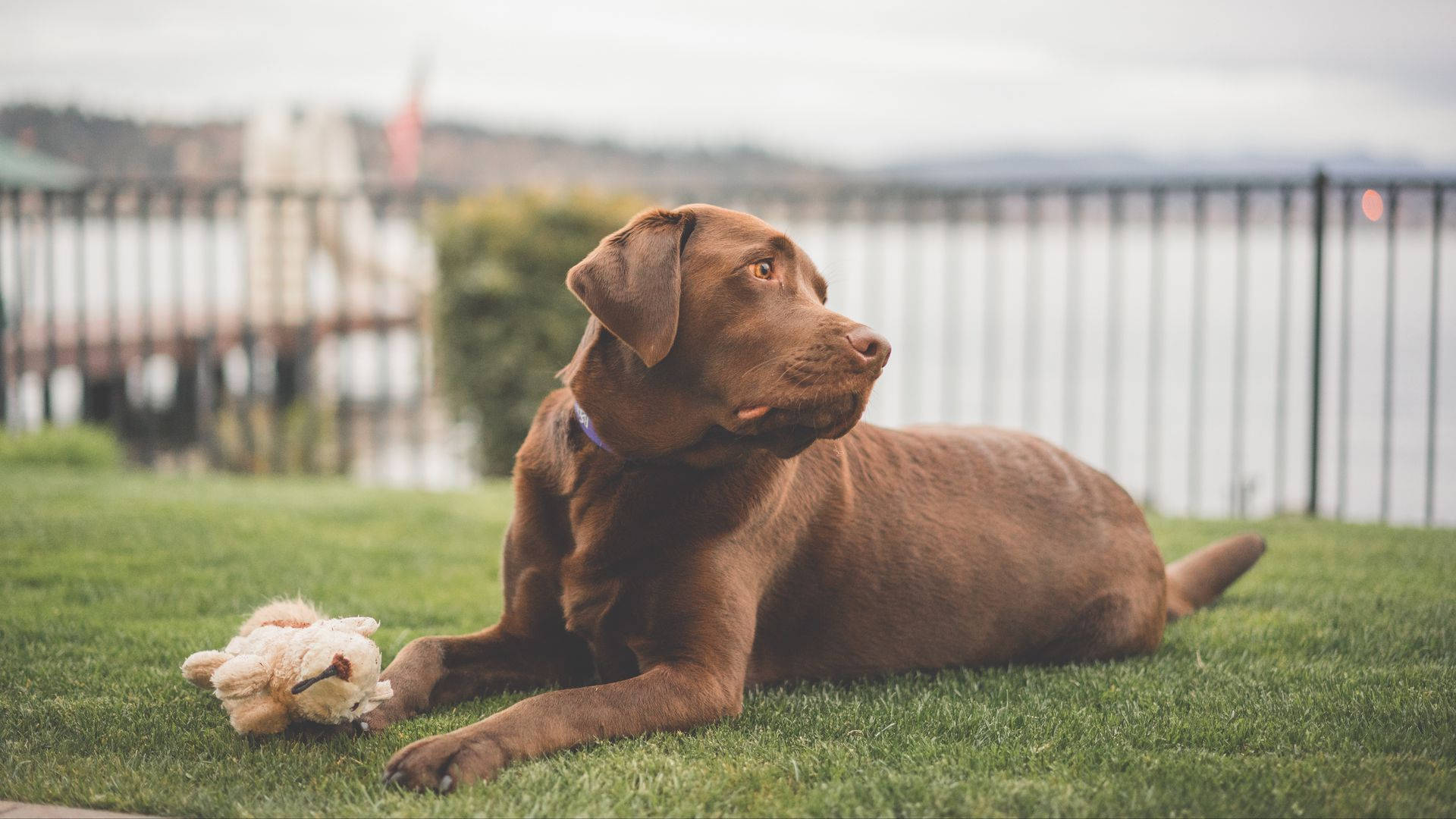 Labrador 桌布 壁紙 — 一隻巧克力色的拉布拉多犬在鮮綠色的草地上，旁邊放著一隻破舊的泰迪熊，背景中的海濱和圍欄模糊不清。