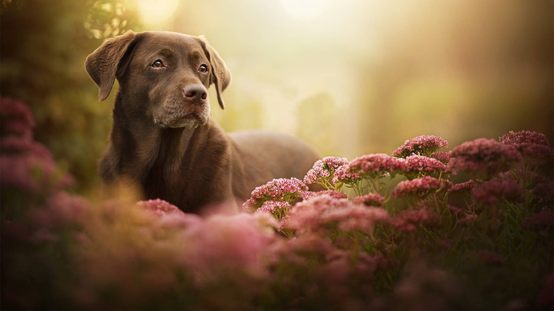 Labrador 桌布 壁紙 — 一隻巧克力色的拉布拉多躺在粉紅色的花叢中休息，金色的陽光穿過模糊的背景。