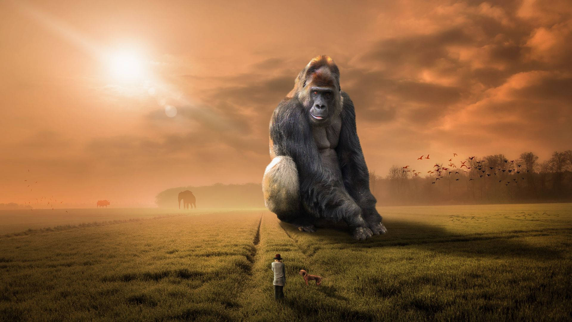 Gorilla 桌布 壁紙 — 一隻巨型大猩猩平靜地坐在廣闊的田野中，一個小小的人類和一隻狗在燦爛的橙色日落天空下仰望牠。