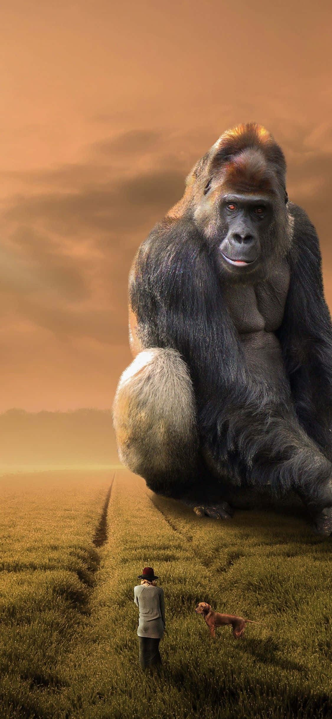 Gorilla 桌布 壁紙 — 一隻巨型大猩猩平靜地坐在金色田野中，一個小男人和他的狗敬畏地仰望這隻巨大的靈長類動物。